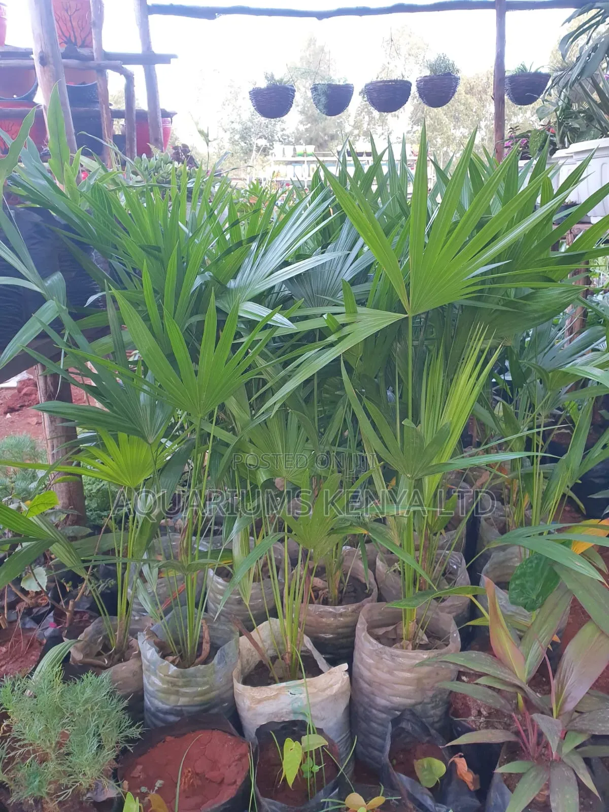 Dancing Lady Palm,Palm Plant