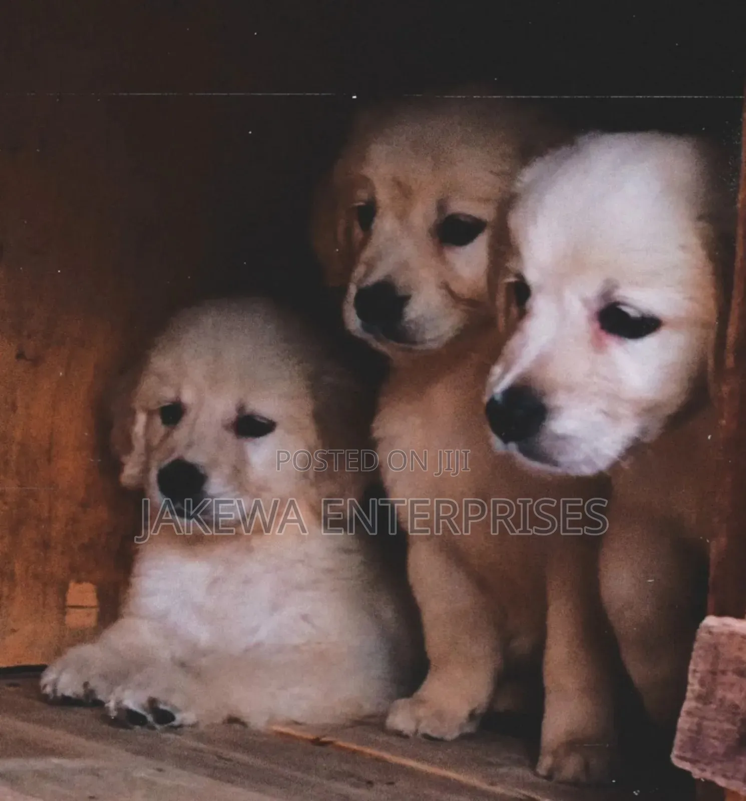 1-3 months Male Purebred Golden Retriever