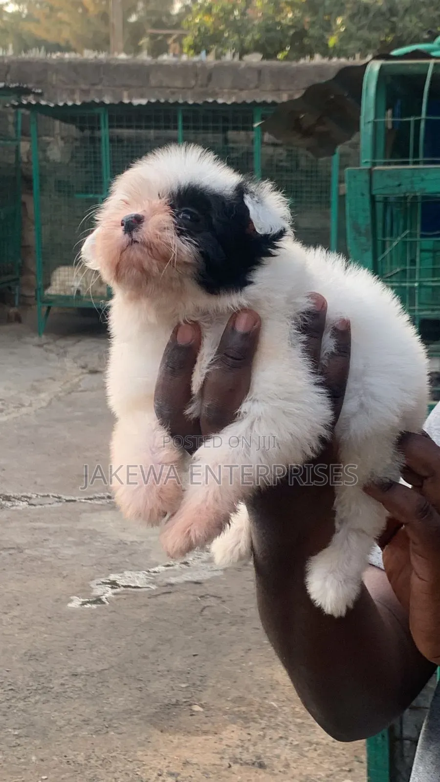 1-3 months Male Purebred Havanese