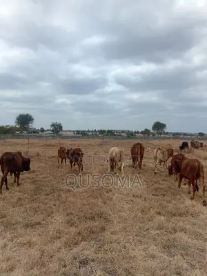 Rare 38-Plot Gated Community in Kisaju, Huanshi – Immediate Profits