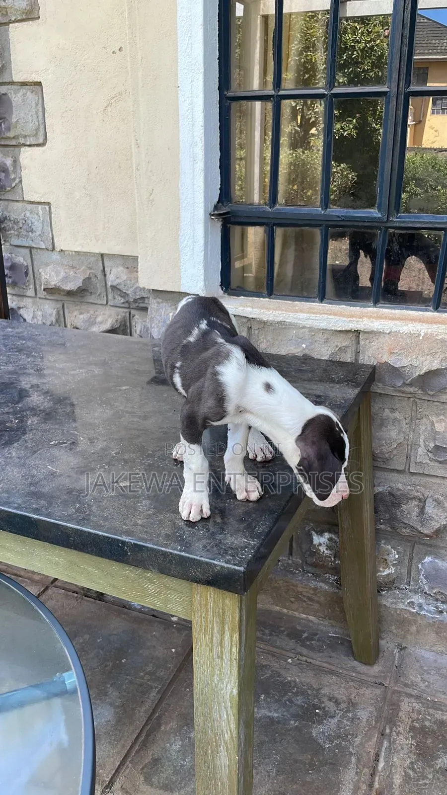1-3 months Male Purebred Great Dane