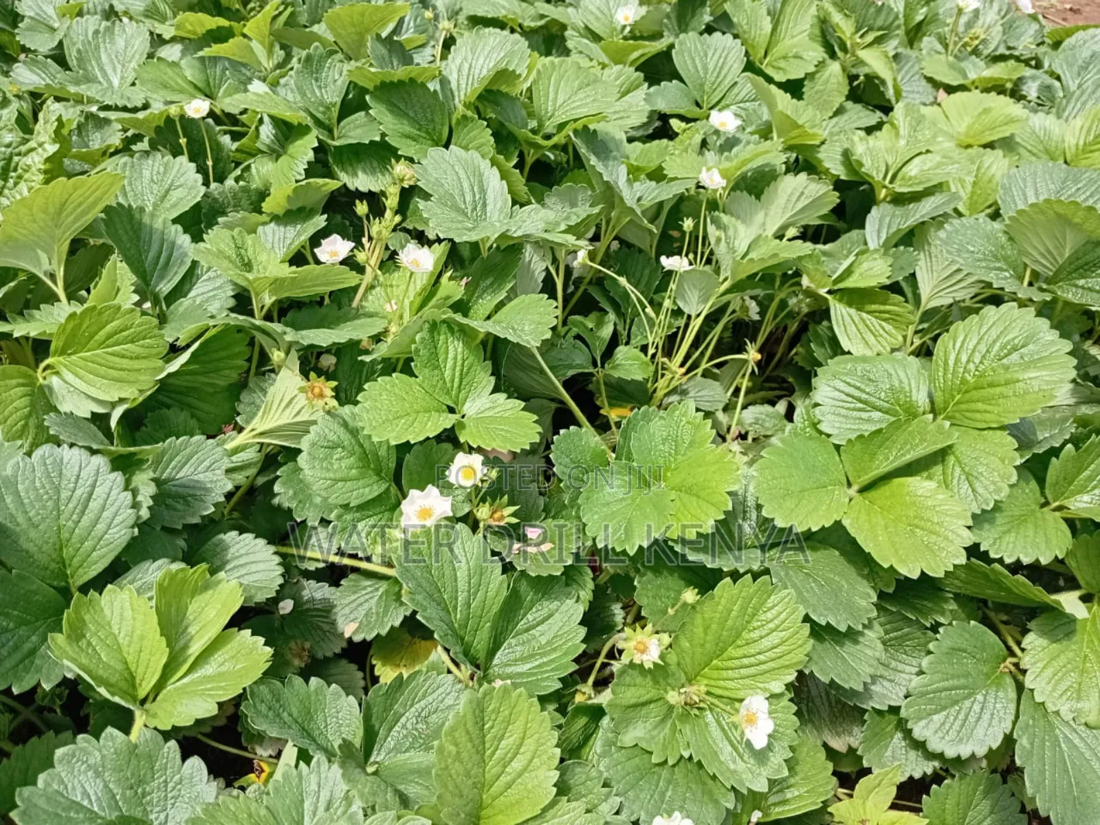Strawberries