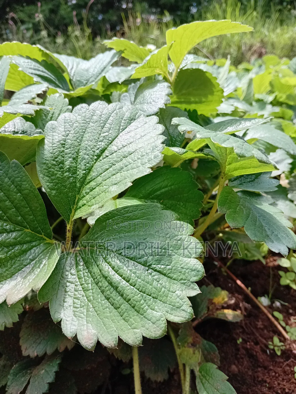 Strawberries