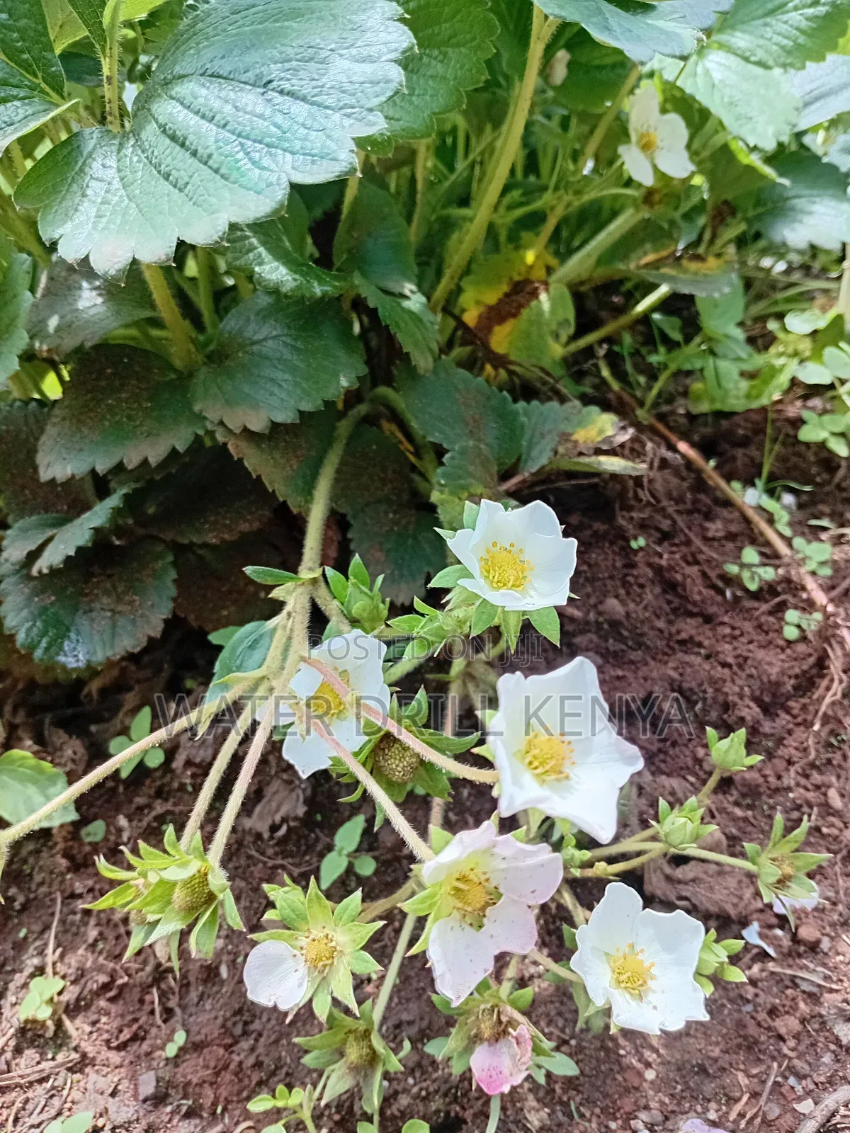 Strawberries