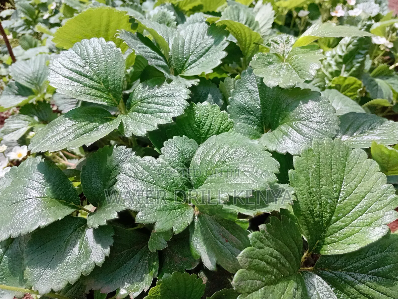 Strawberries