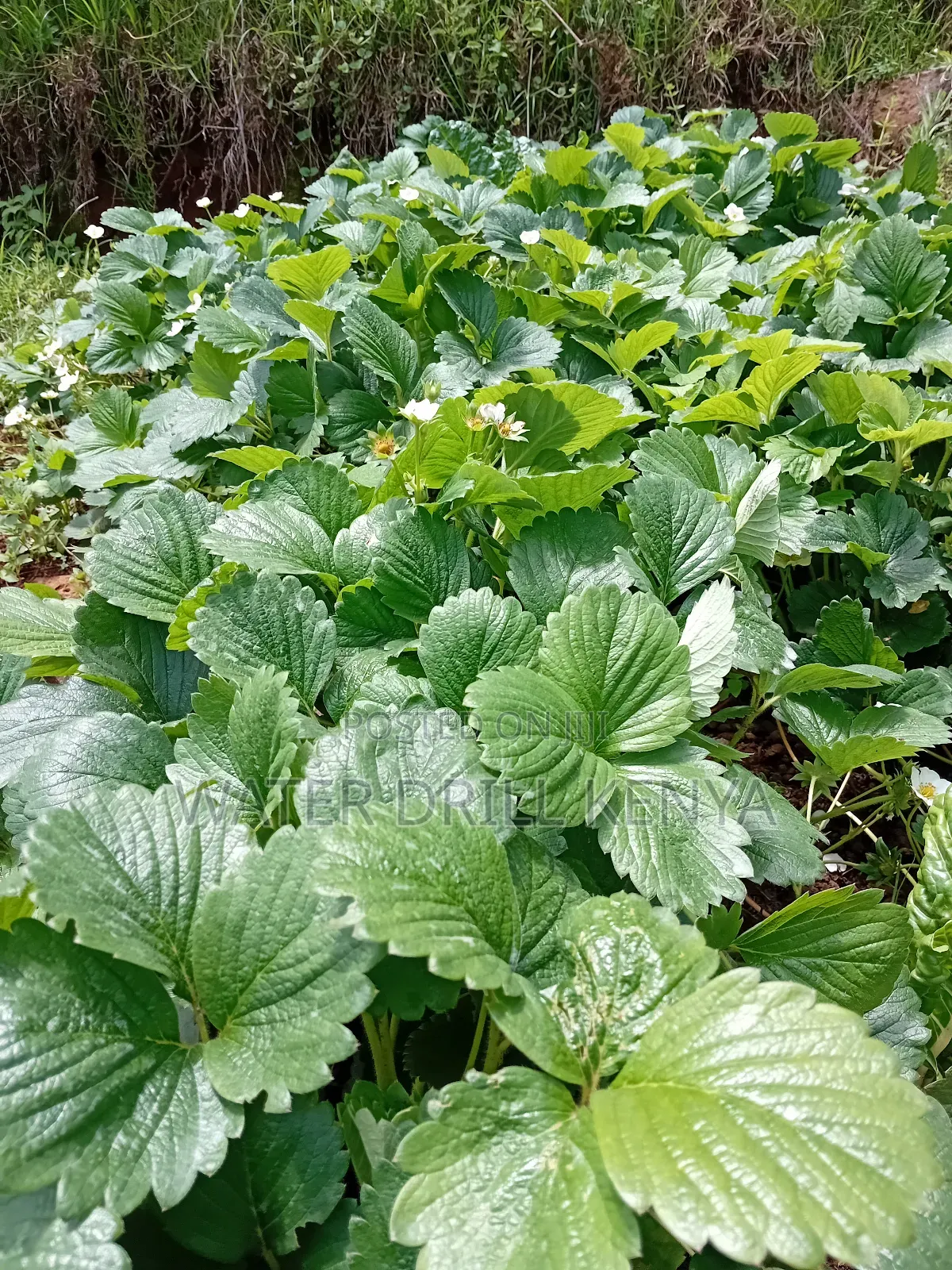 Strawberries