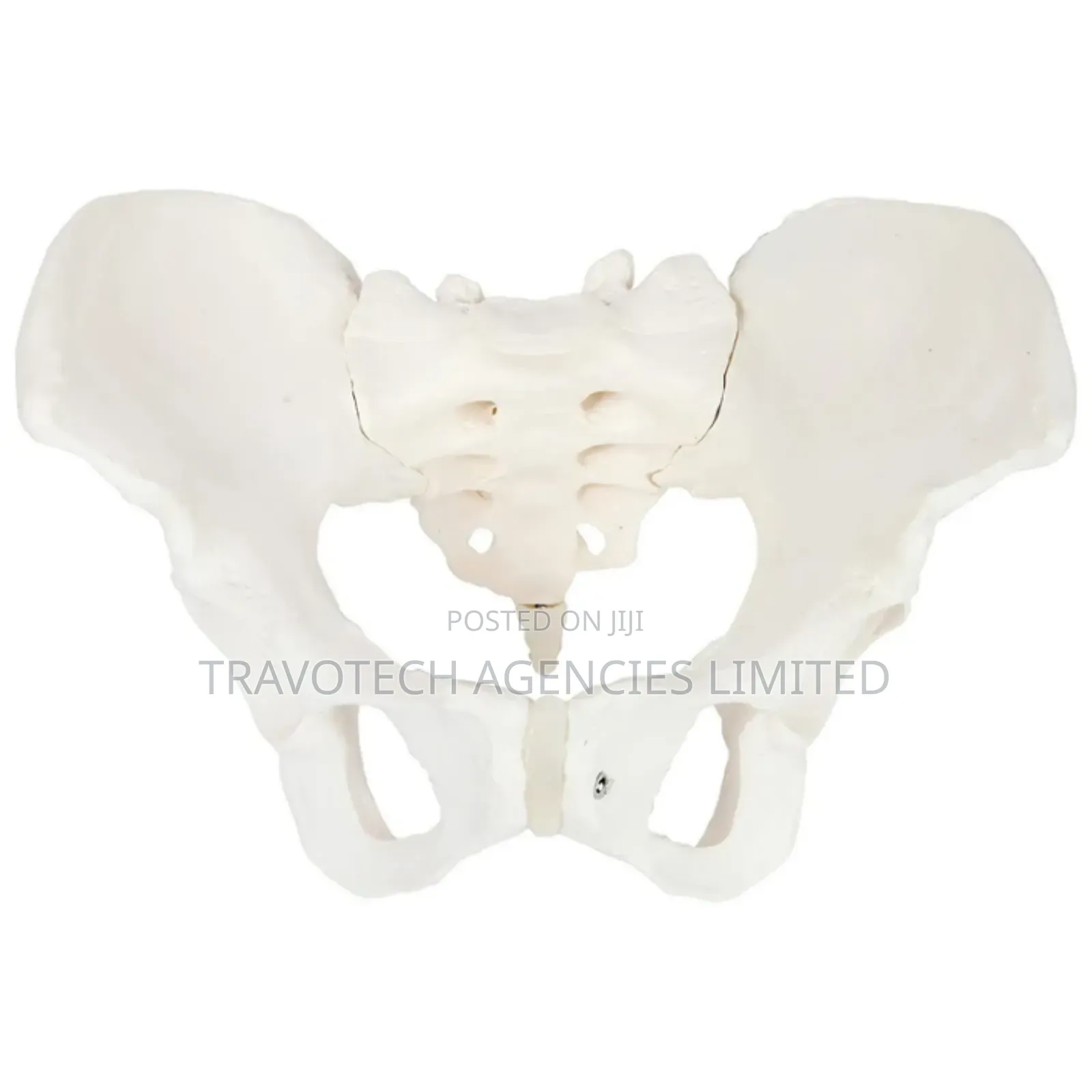 Pelvic Training Model