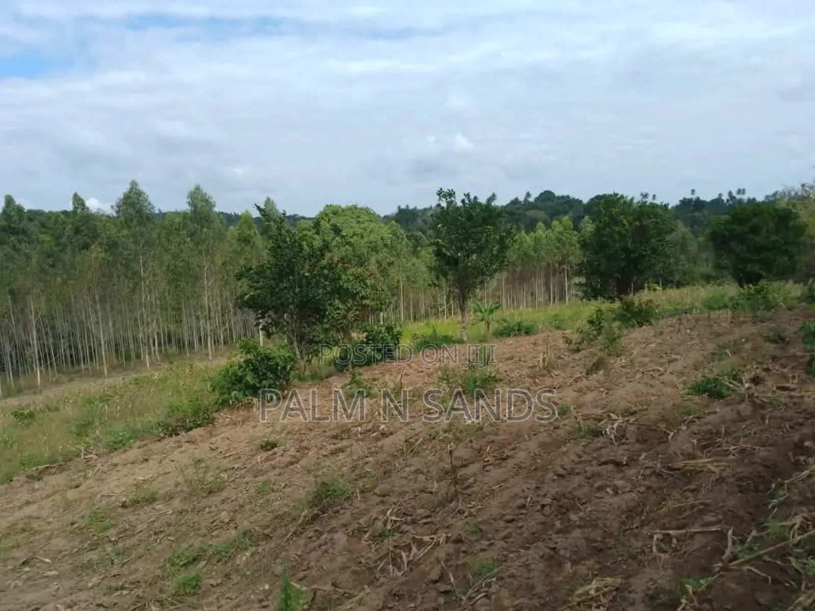 31 Acres in Shimba Hills on Sale