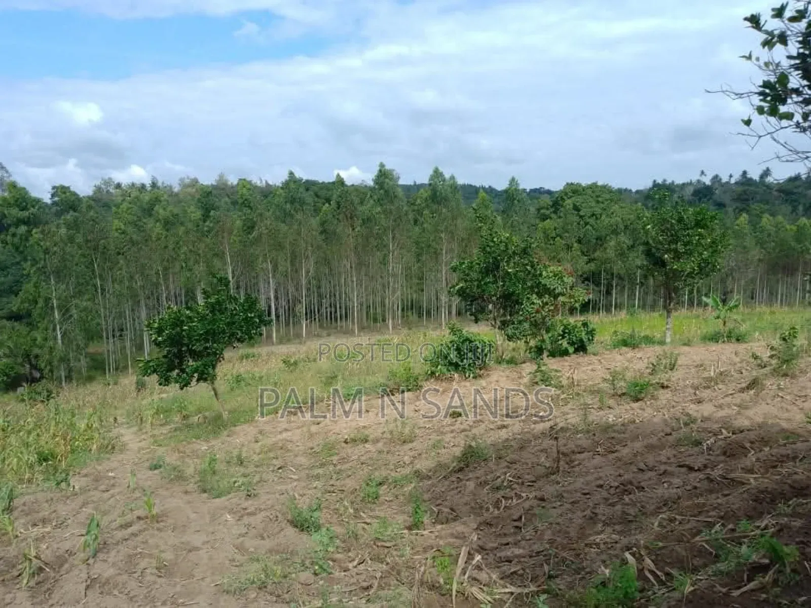 31 Acres in Shimba Hills on Sale