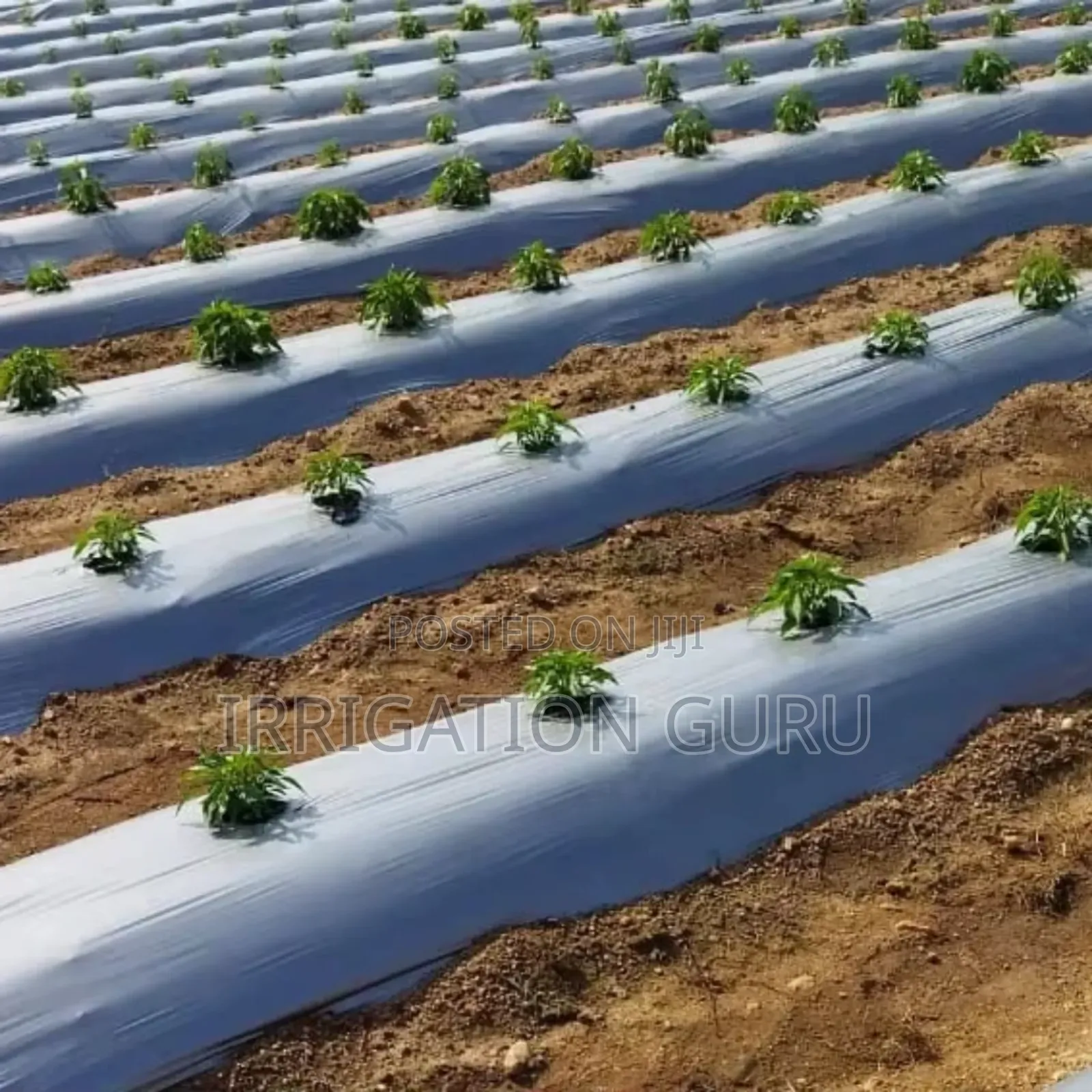 Silver-Black Mulching Paper