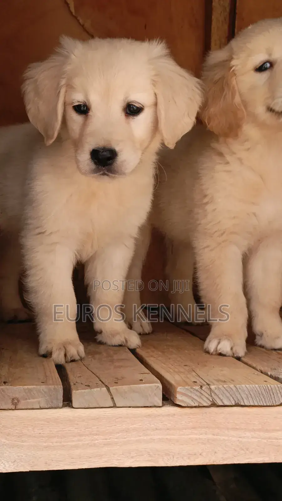 1-3 months Male Purebred Golden Retriever