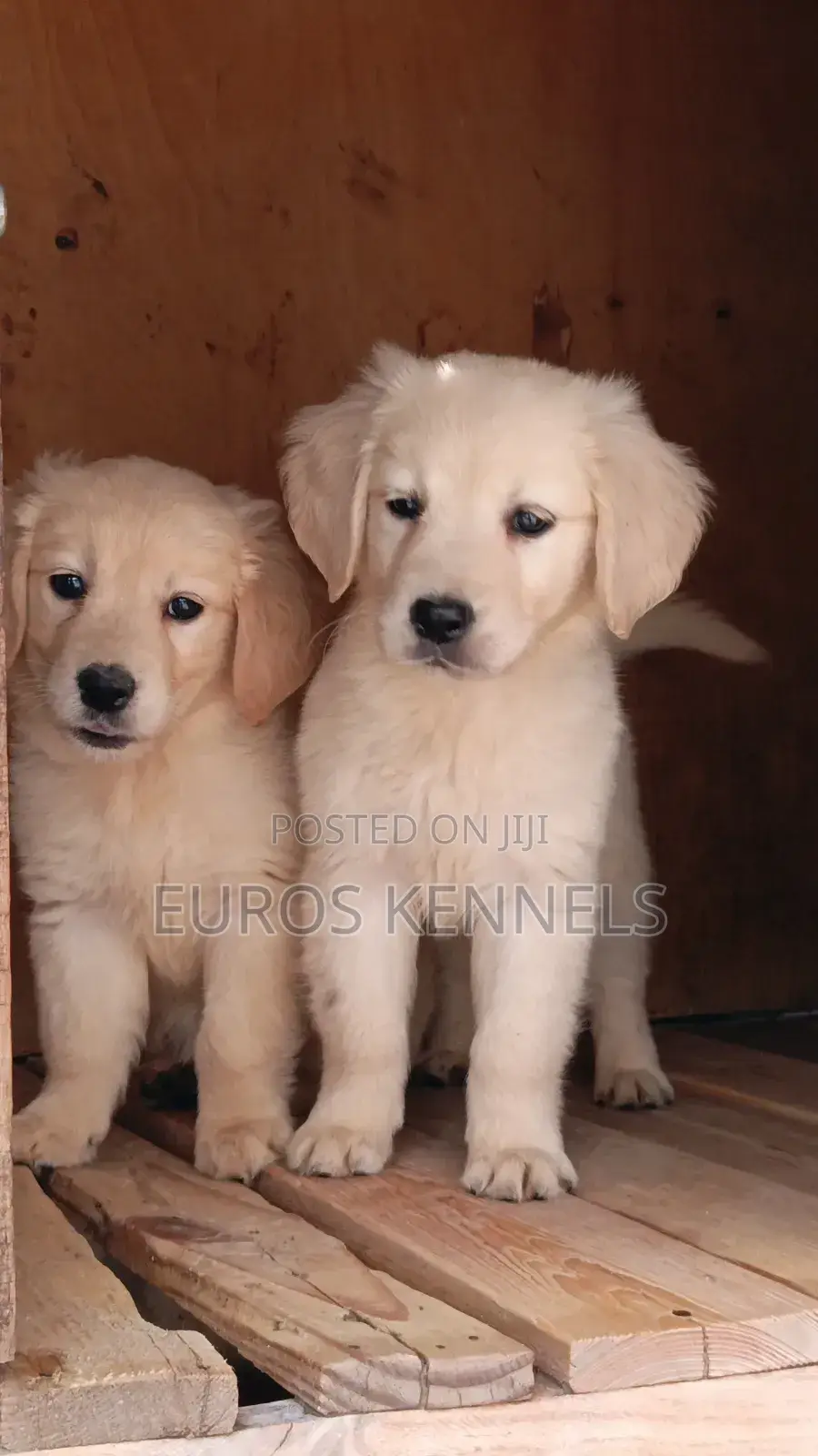 1-3 months Male Purebred Golden Retriever