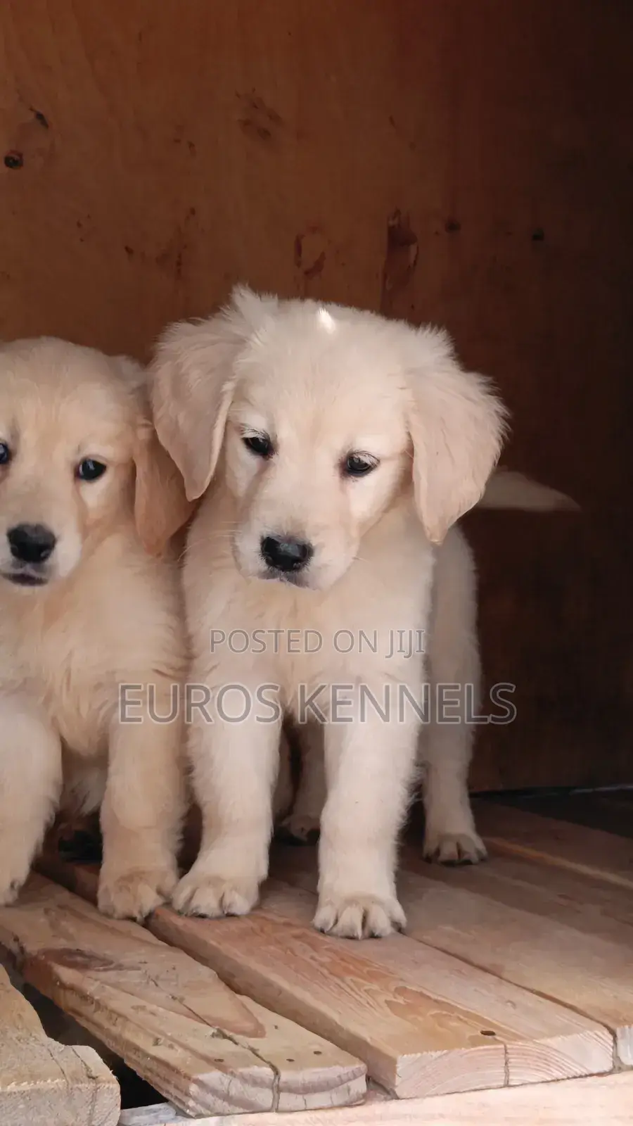 1-3 months Male Purebred Golden Retriever