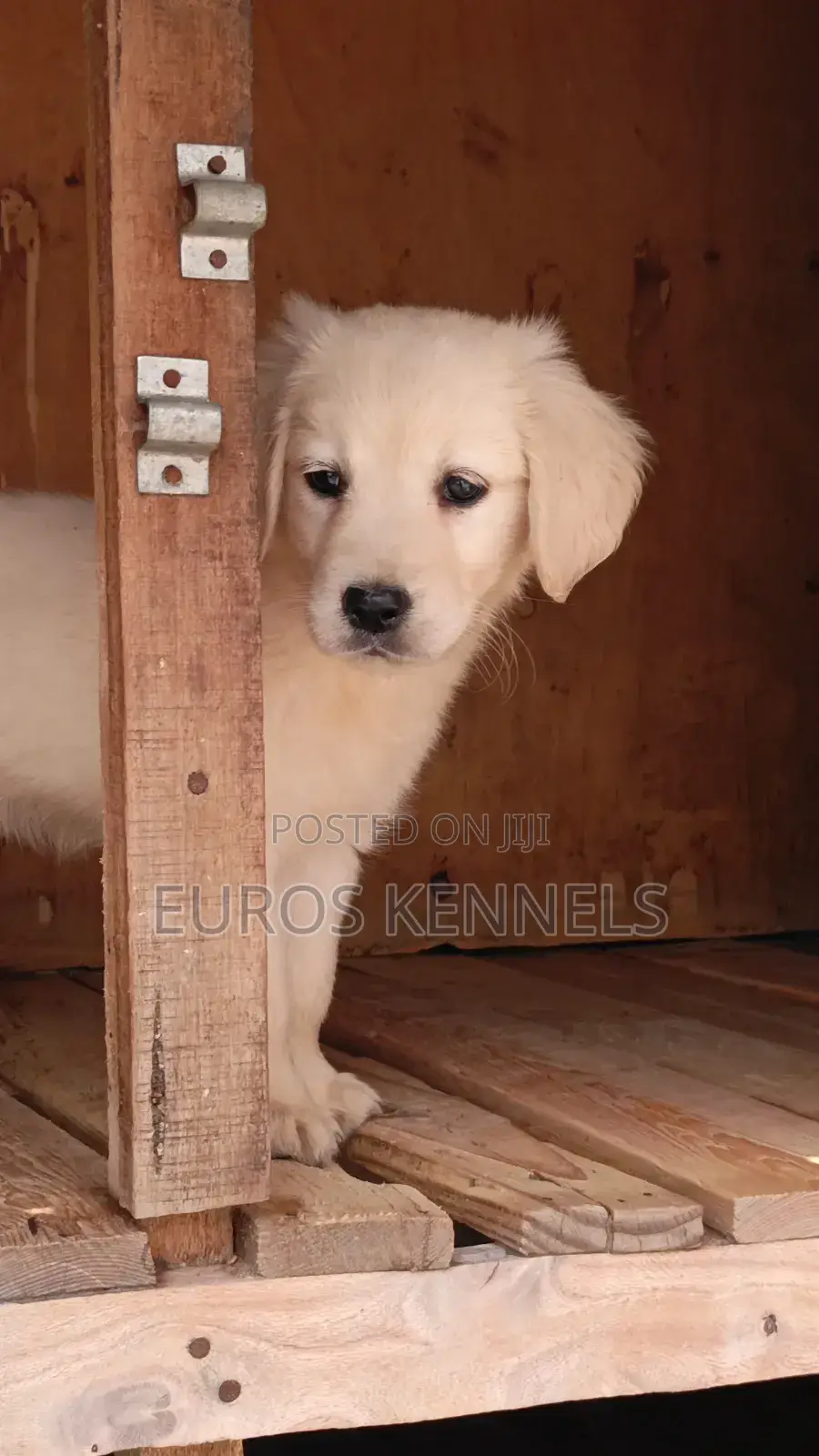 1-3 months Male Purebred Golden Retriever