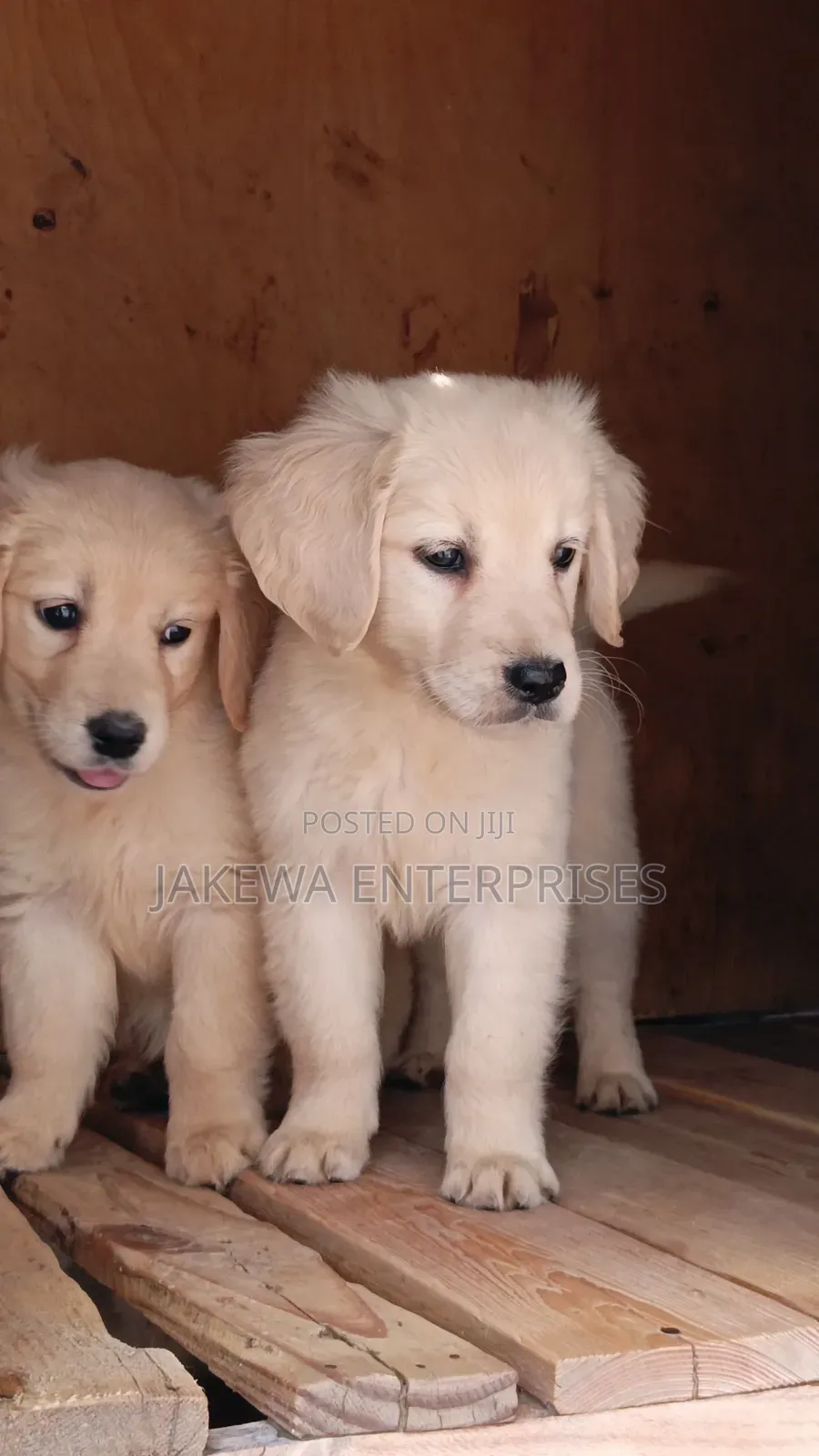 1-3 months Male Purebred Golden Retriever