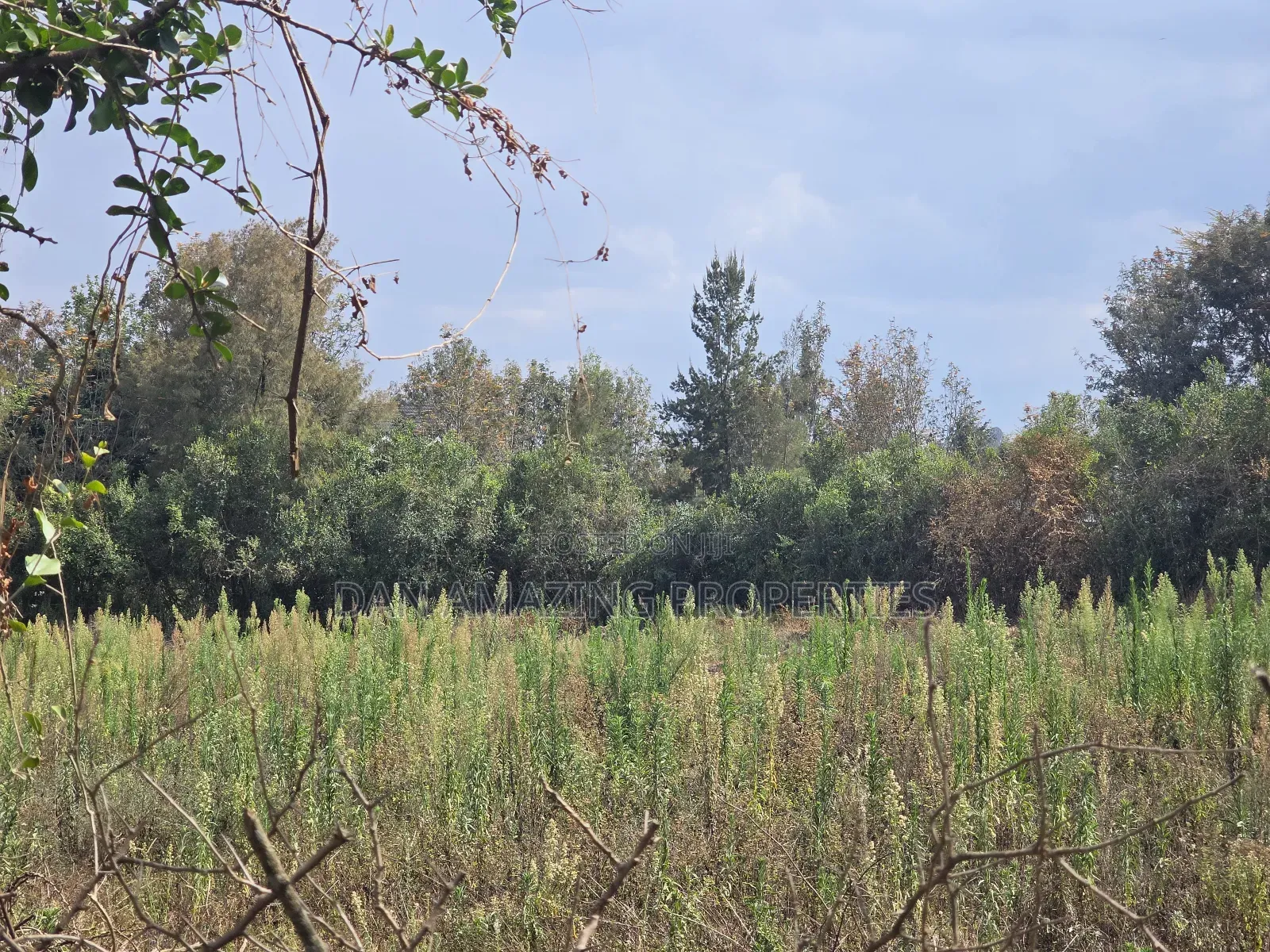 50 by 100 Pieces of Land in Matasia Memusi for Sale