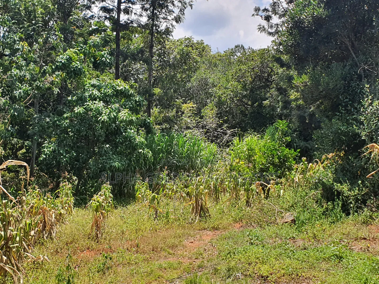 2 Acres in Nyariginu Fronting River