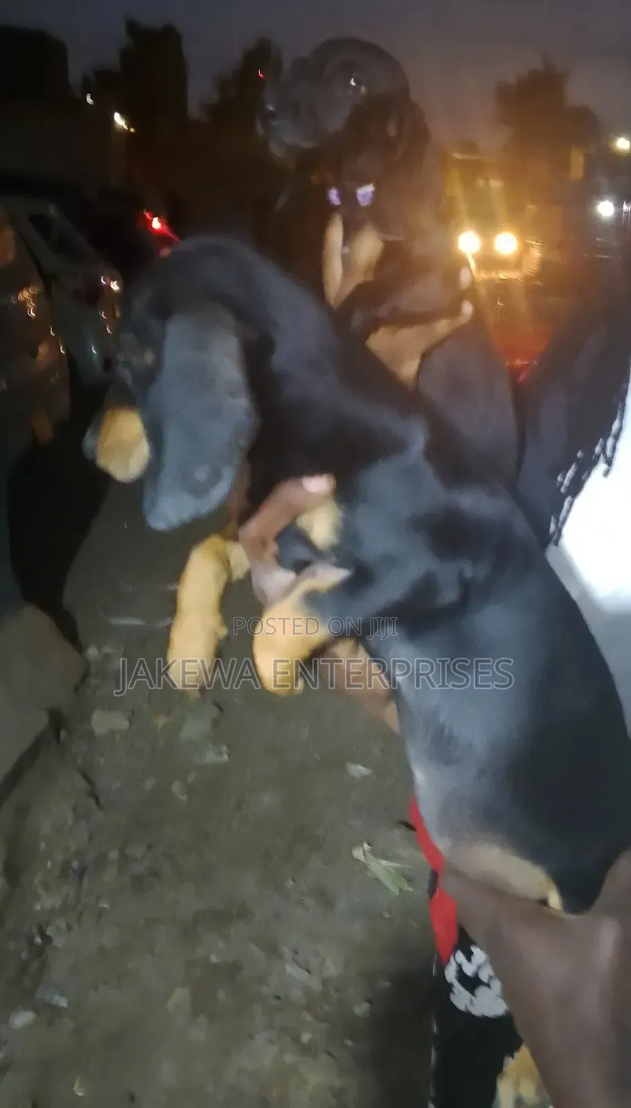 1-3 months Male Purebred Dachshund