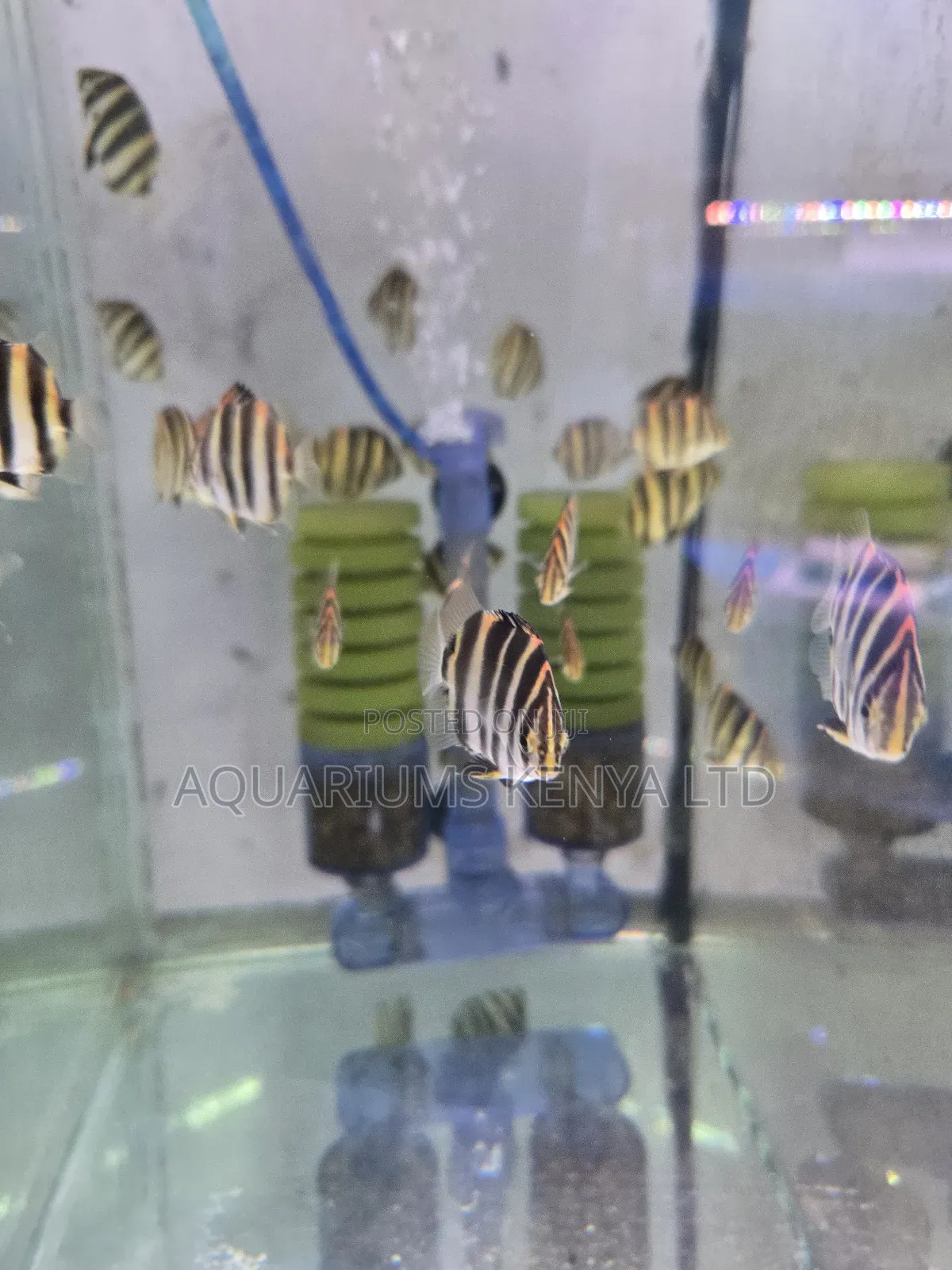 Spotted Scat or Argus Aquarium Fish