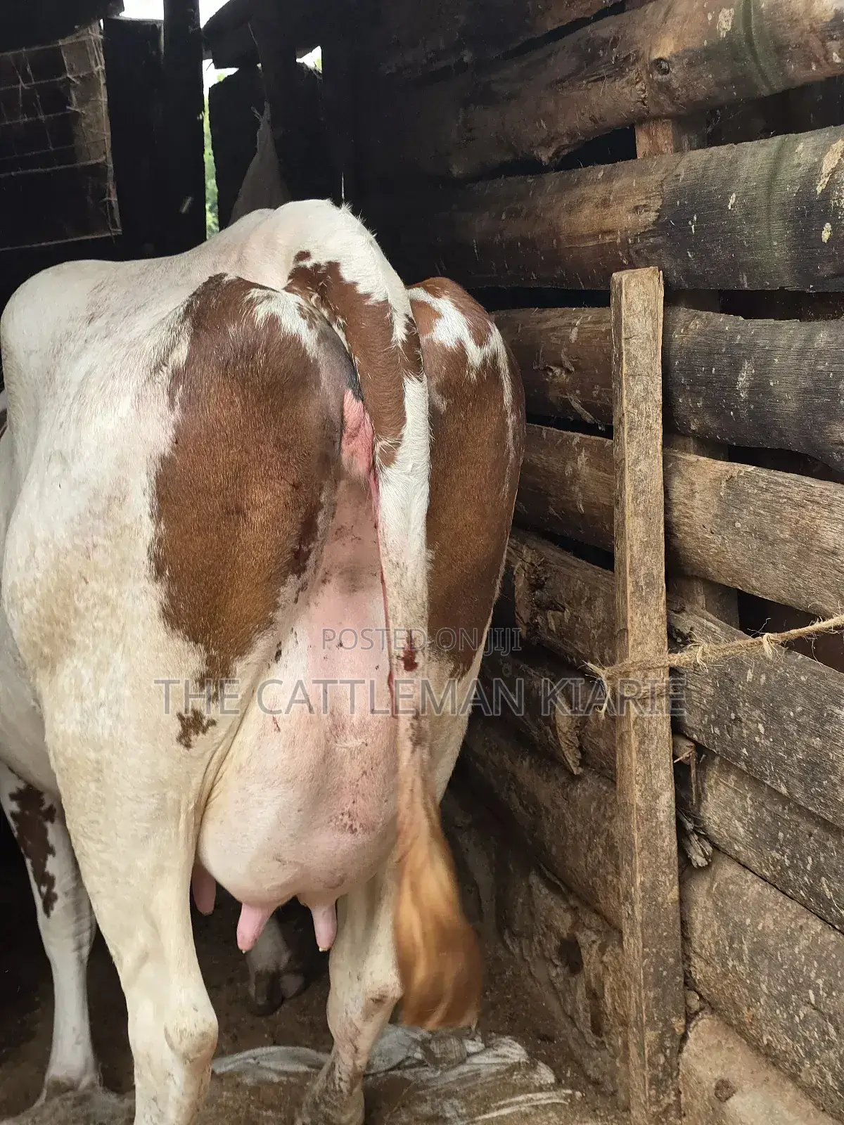 Red Friesian Githunguri