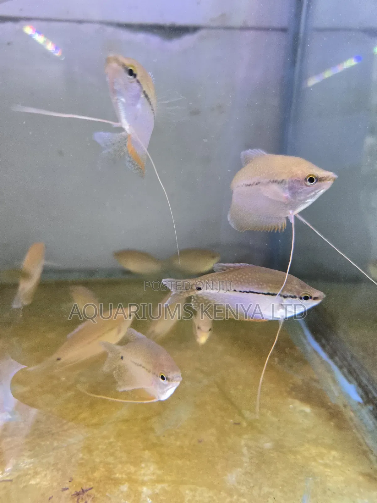 Pearl Gourami – The Jewel of Freshwater Aquariums
