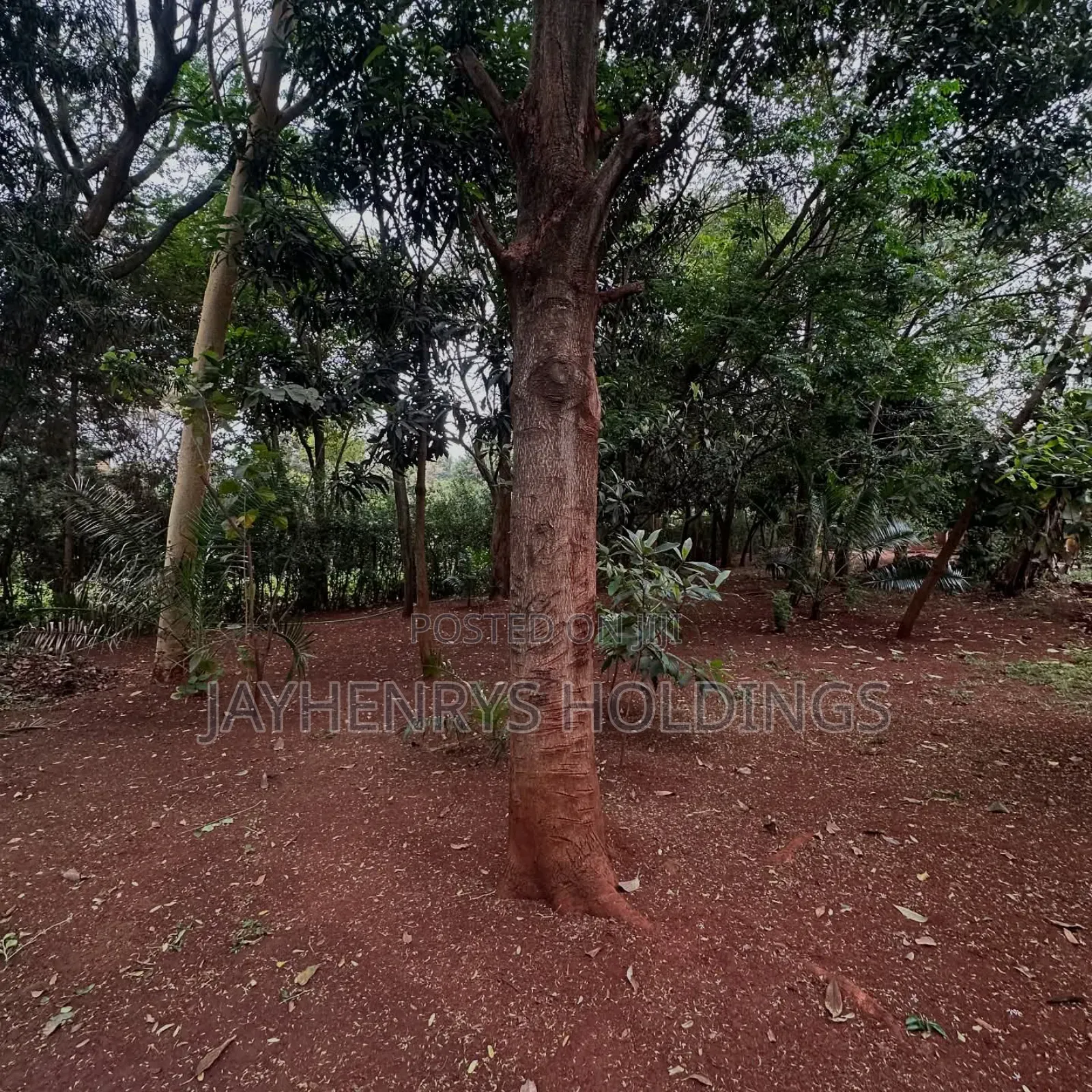 Half Acre Plot for Sale in Njathaini Road,Off Kiambu Rd at Kes 30m