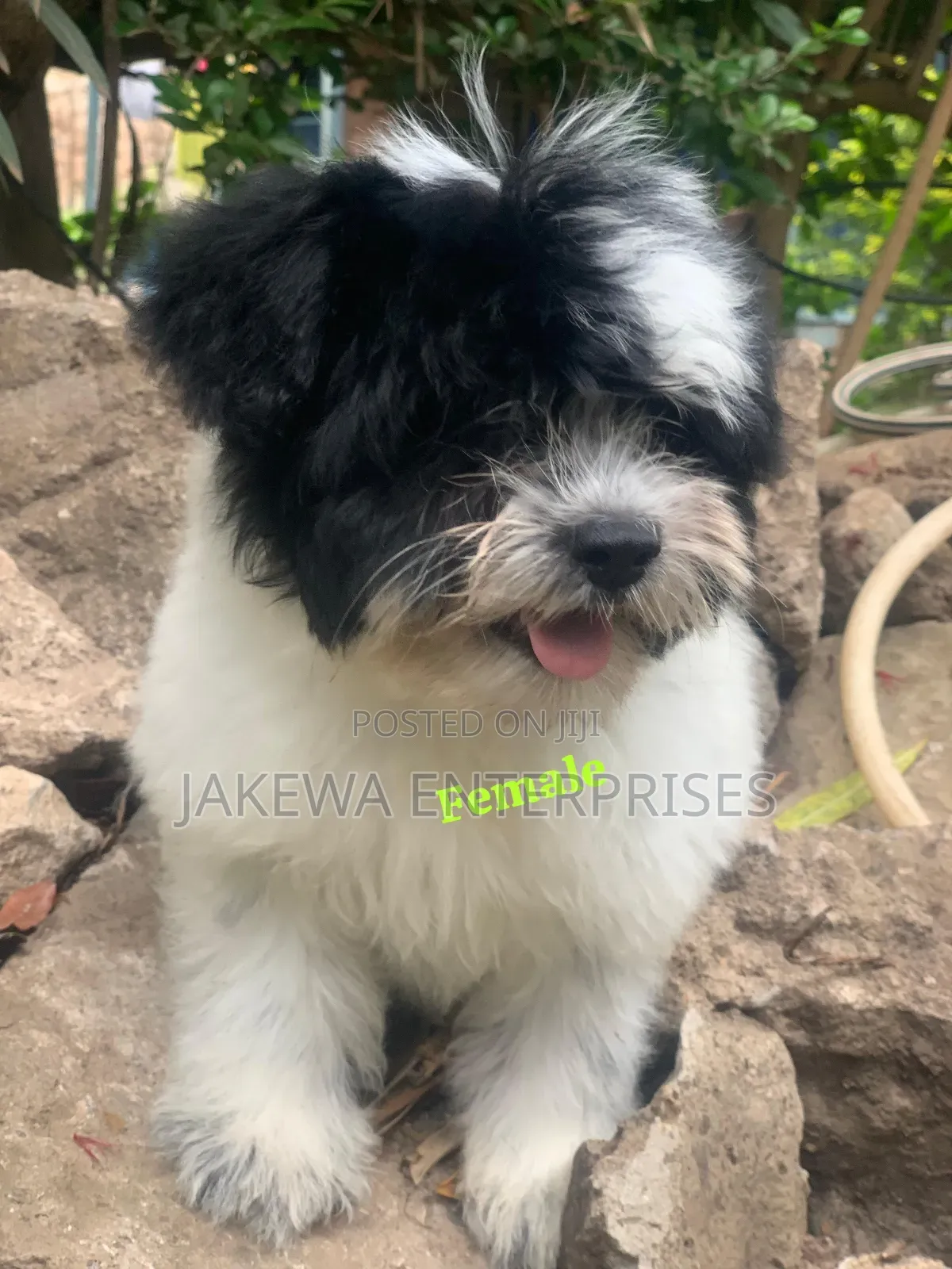 1-3 months Female Purebred Havanese