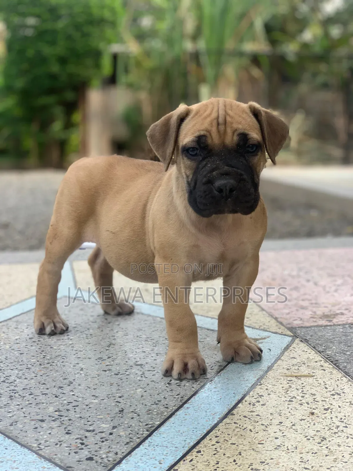 1-3 months Male Purebred Boerboel