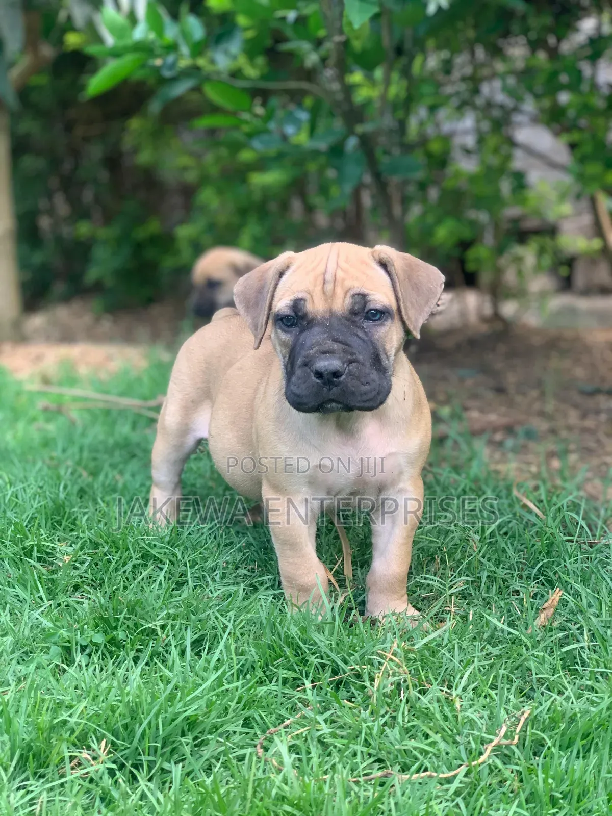 1-3 months Male Purebred Boerboel