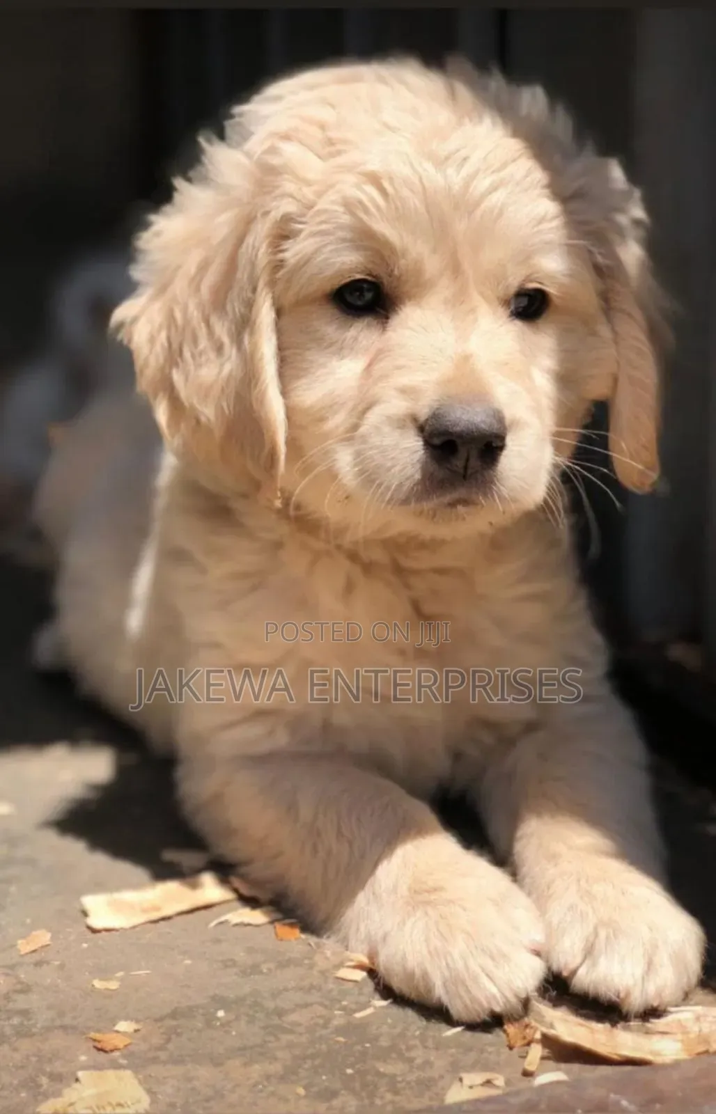 1-3 months Female Purebred Golden Retriever