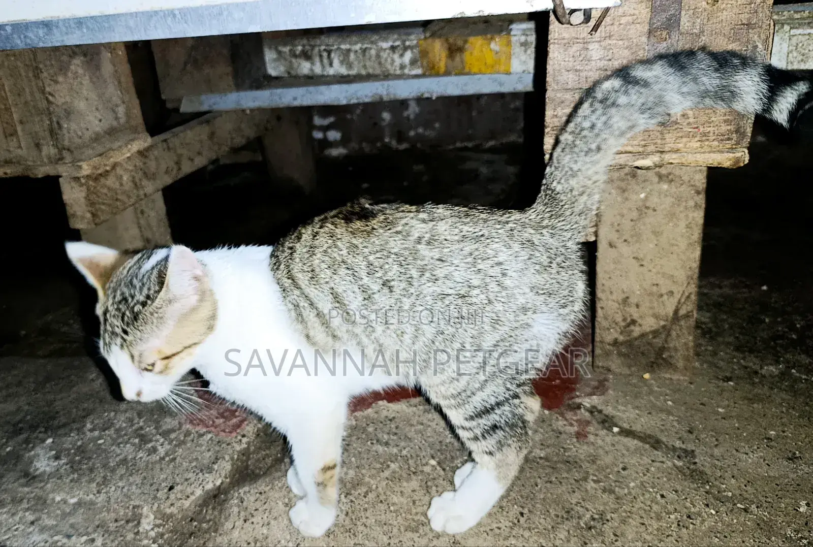 3-6 months Female Mixed Breed Cat