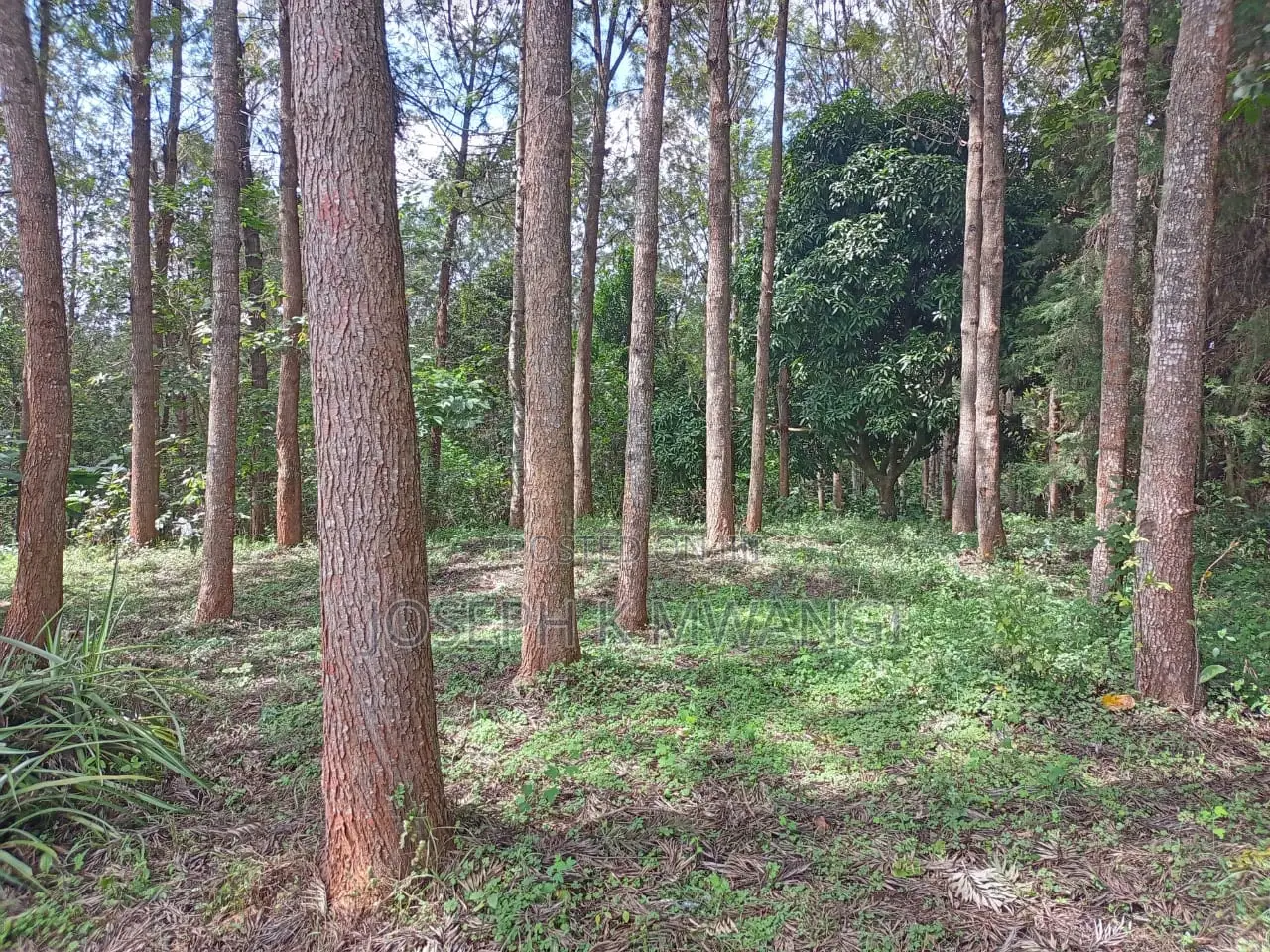 Meru Near Abothuguchi Sec Sch. 1 Acre Ideal for Coffee, Avocado,Damia