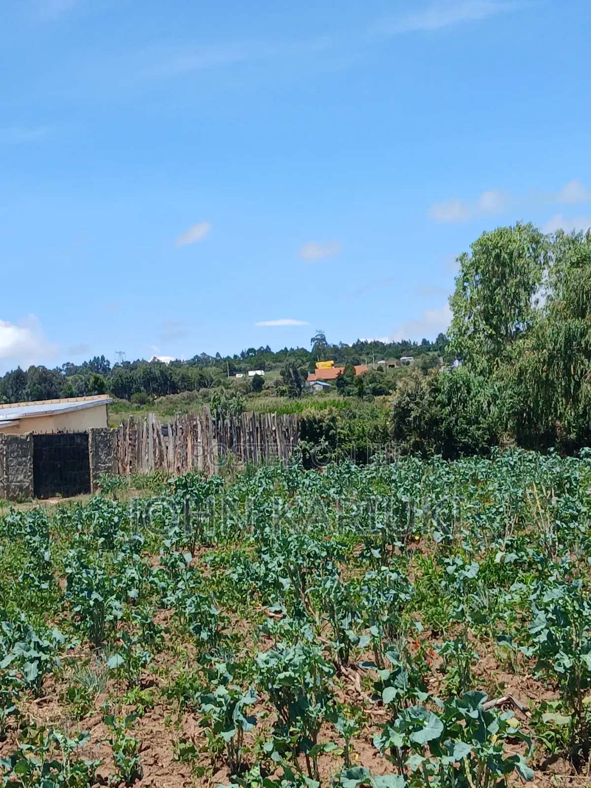 50x100 Plots in Naivasha Nyamathi 700metres From Highway