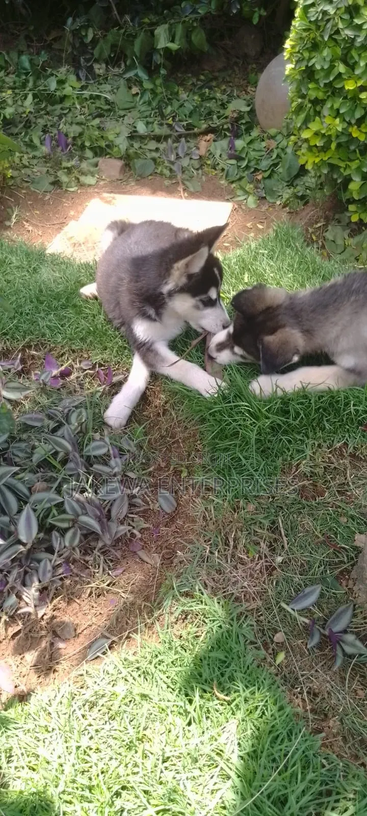 1-3 months Male Purebred Siberian Husky