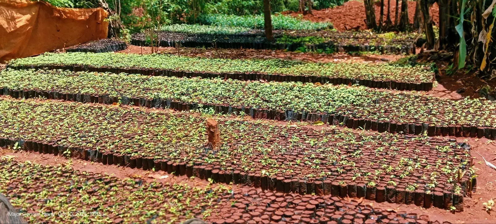 Fuerte Avocado Seedlings