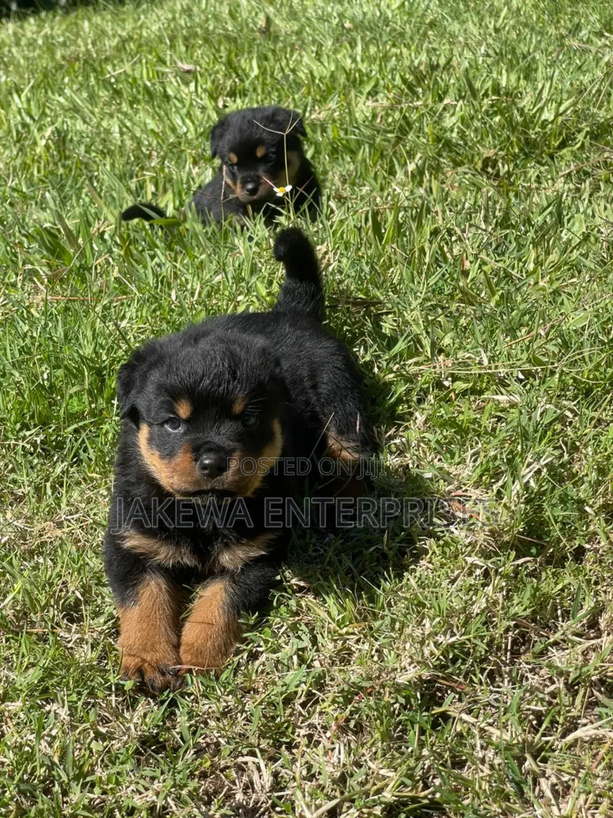 1-3 months Female Purebred Rottweiler
