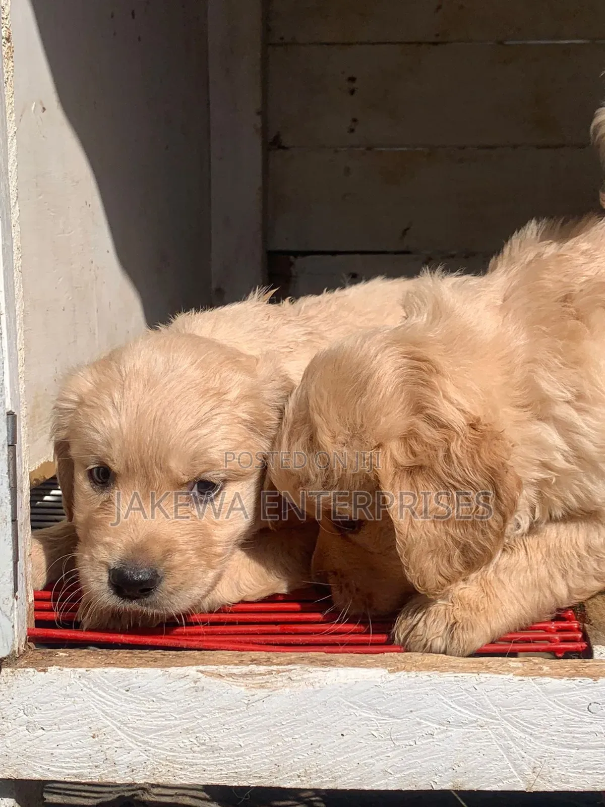 1-3 months Male Purebred Golden Retriever