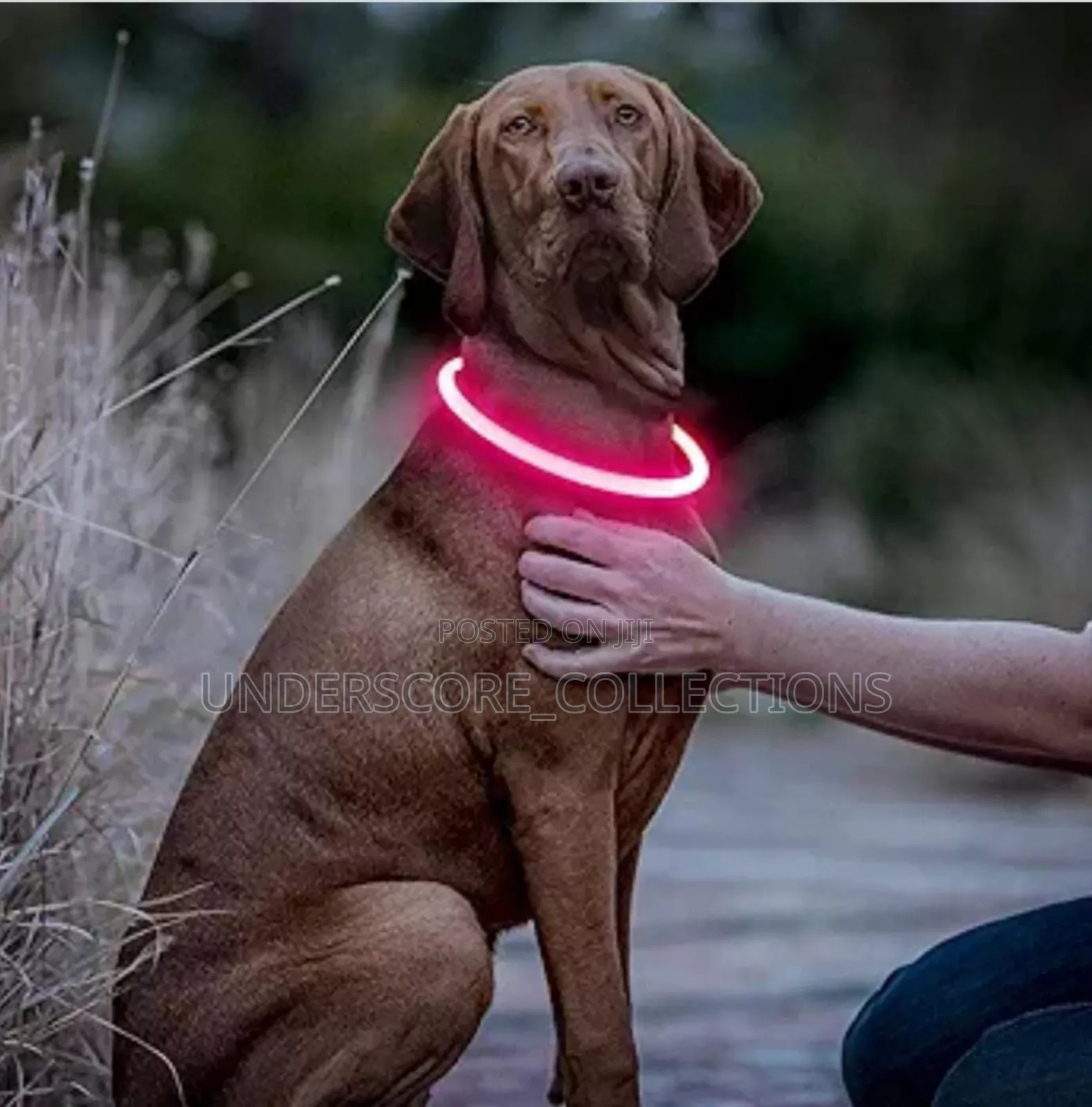 Rechargeable Light Up Pets Collar