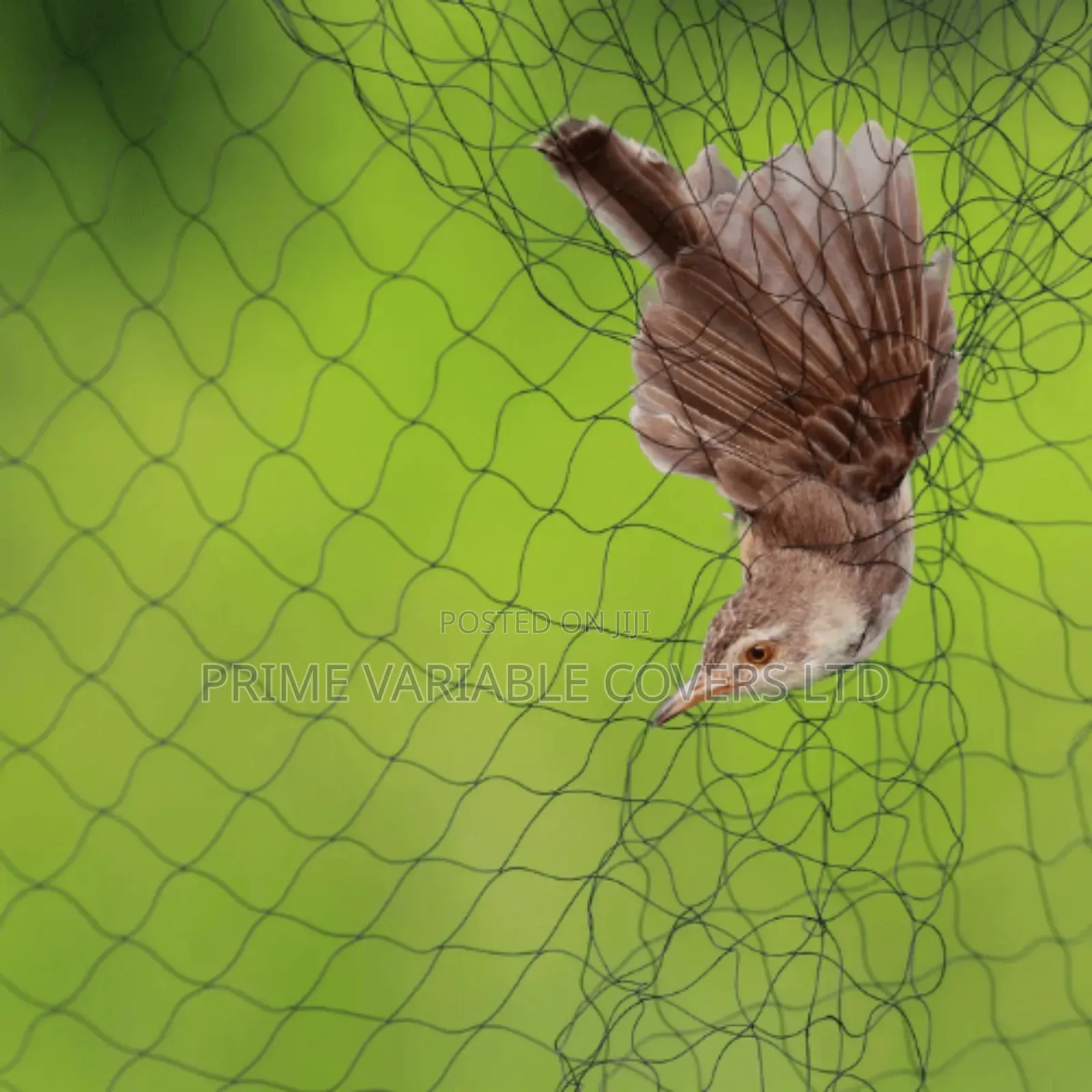 Bird Nets–To Protect Crops, Poultry, and Fish That Are Prone to Birds.