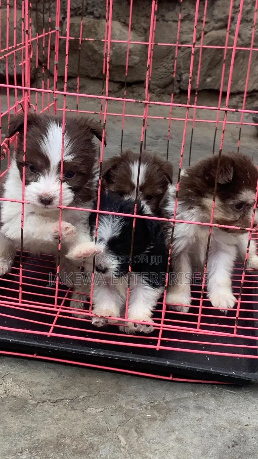 1-3 months Male Purebred Havanese