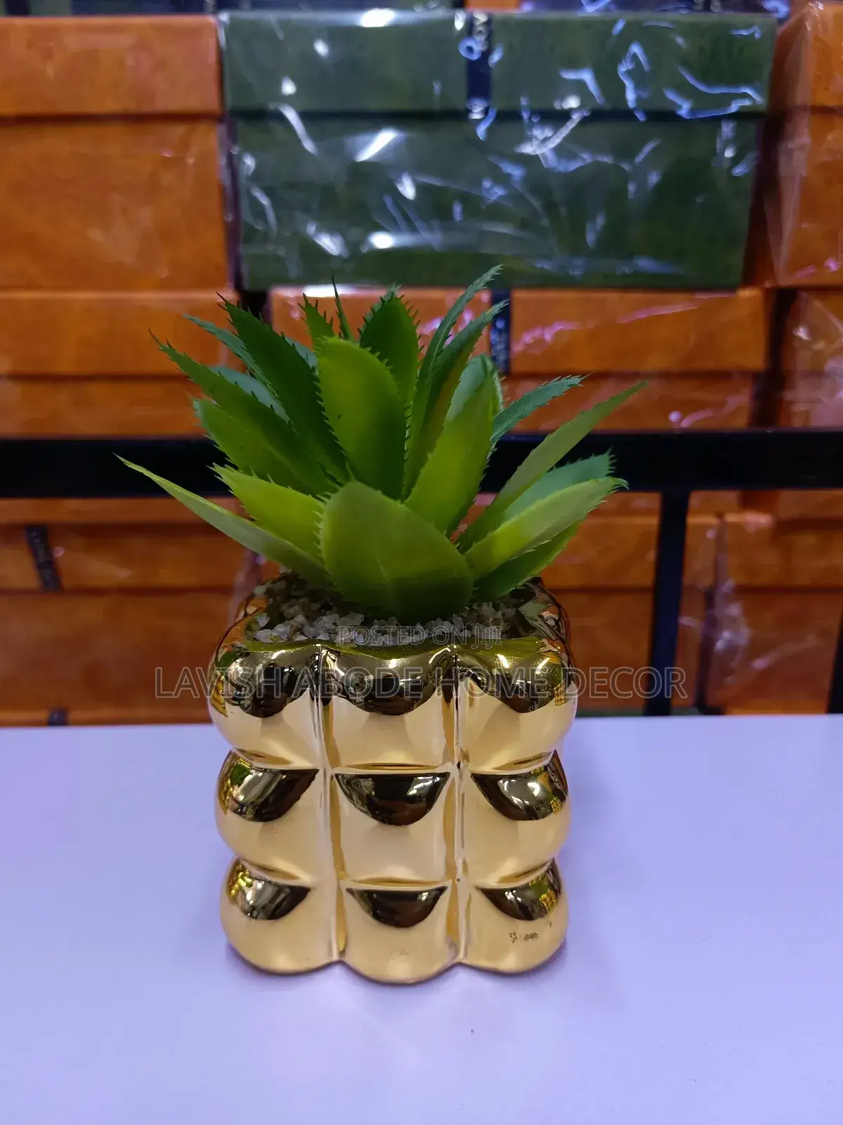 Bubble Gold Succulent