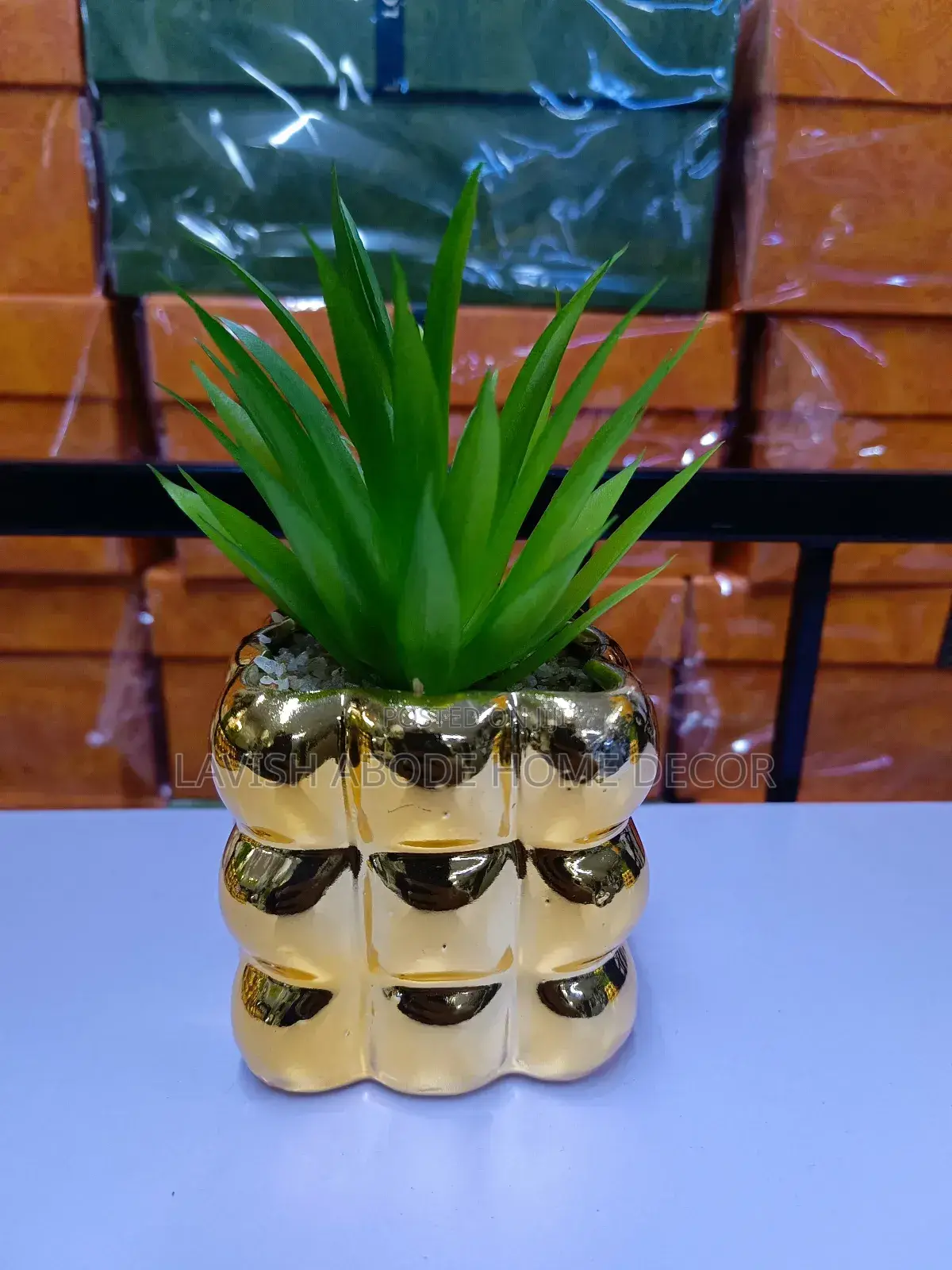 Bubble Gold Succulent