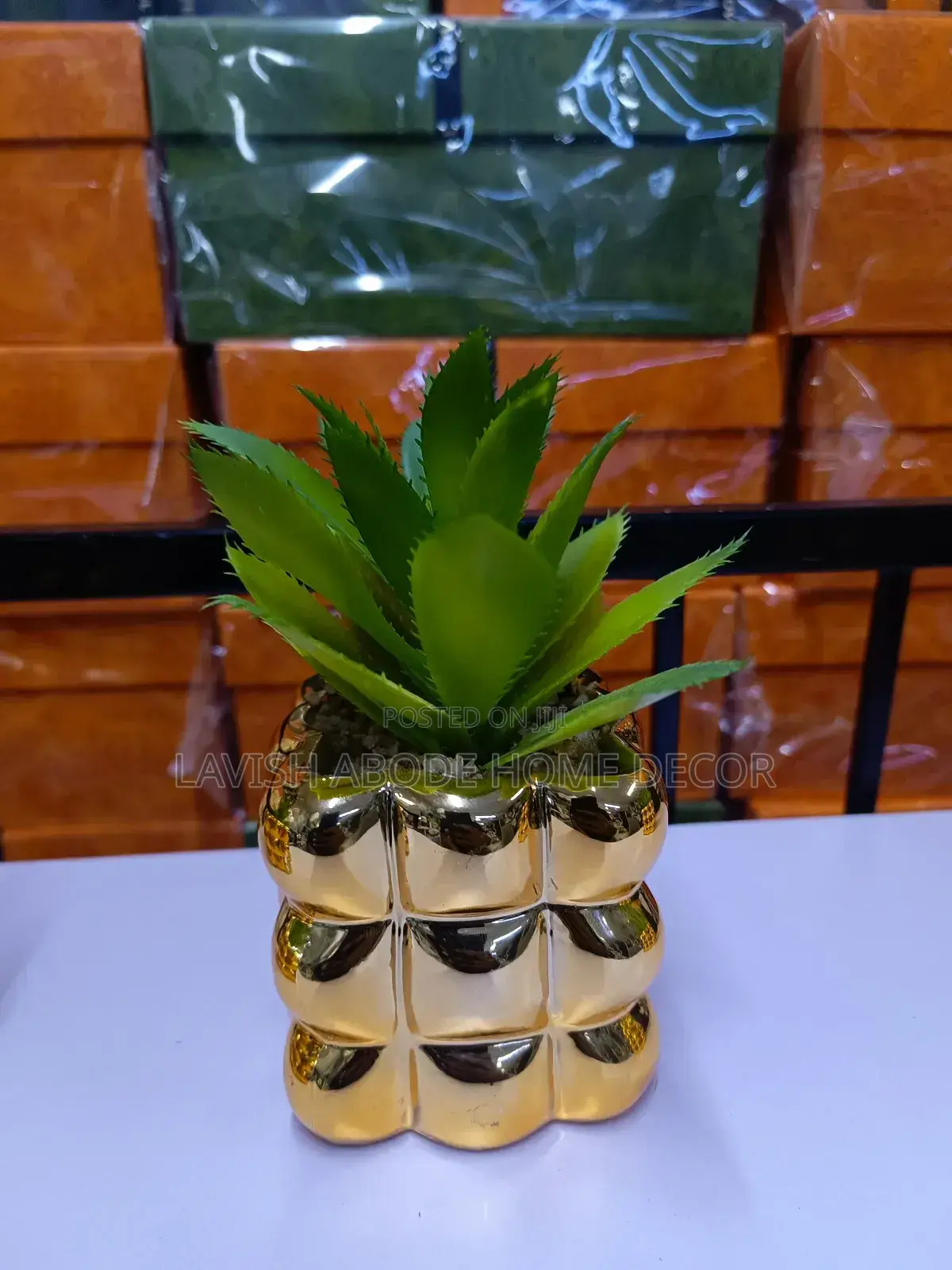 Bubble Gold Succulent