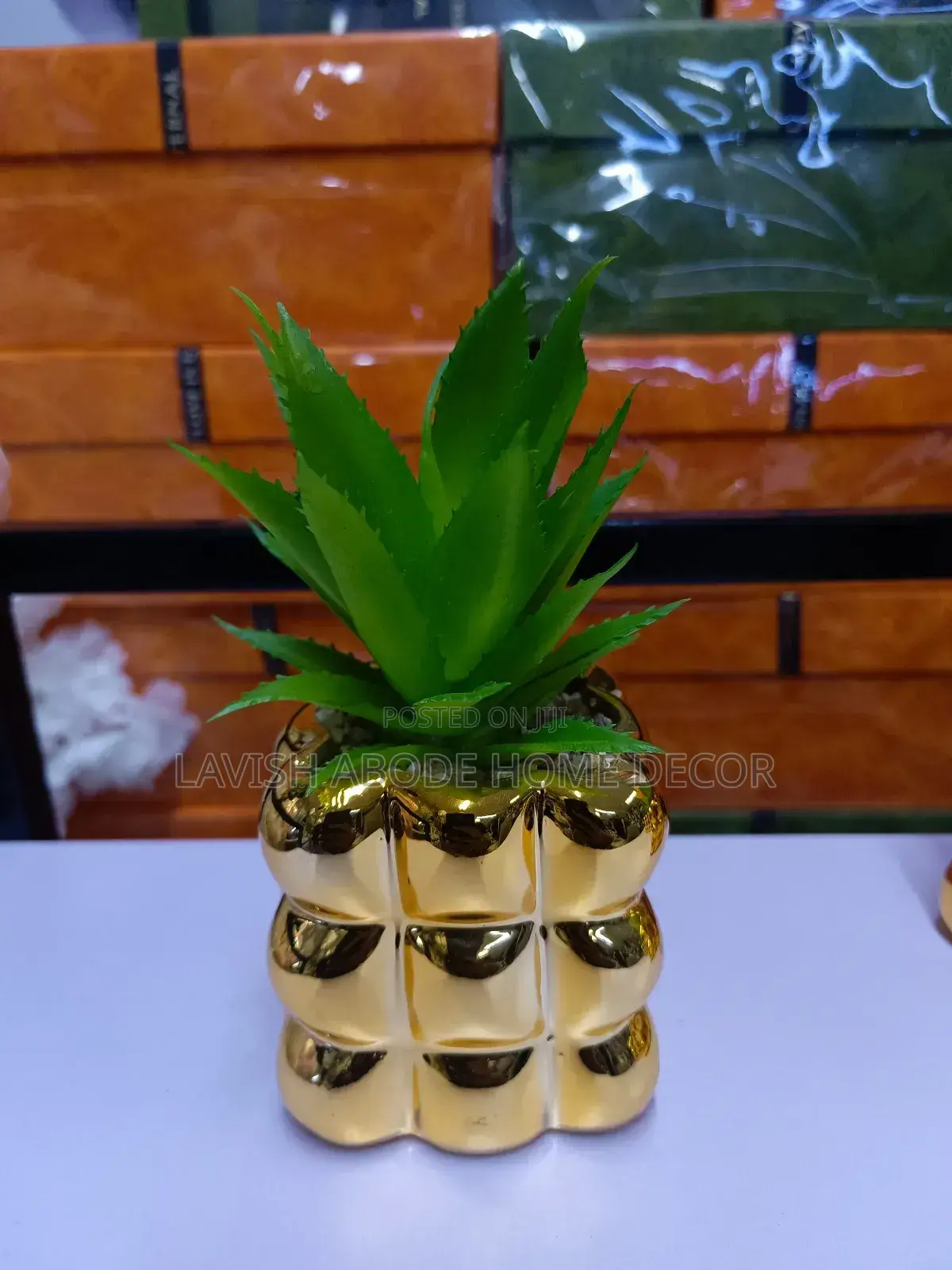 Bubble Gold Succulent