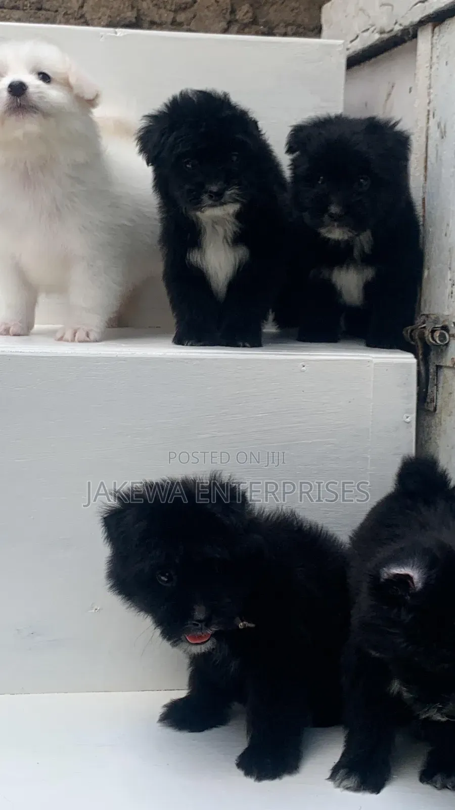 1-3 months Female Purebred Havanese
