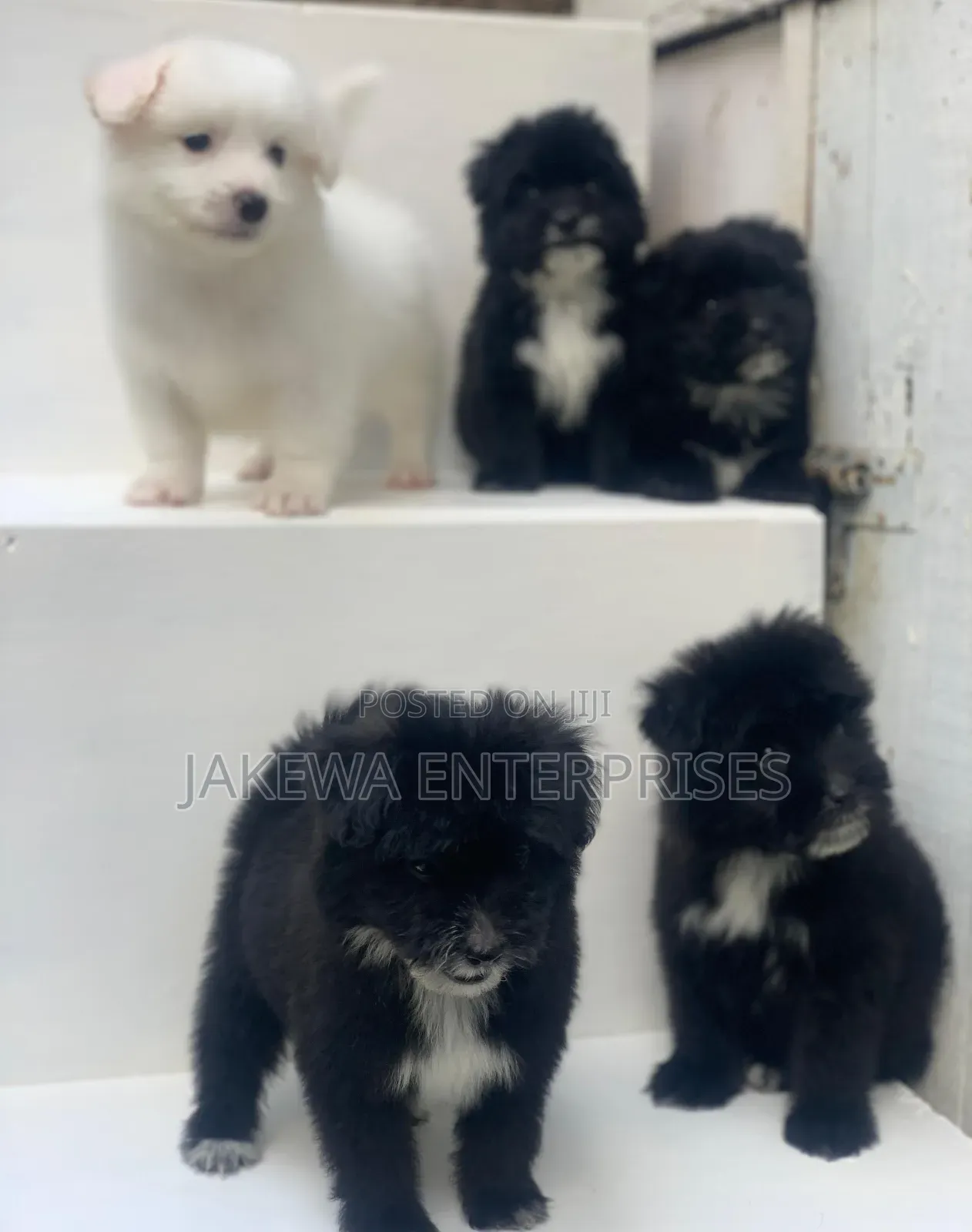1-3 months Male Purebred Havanese