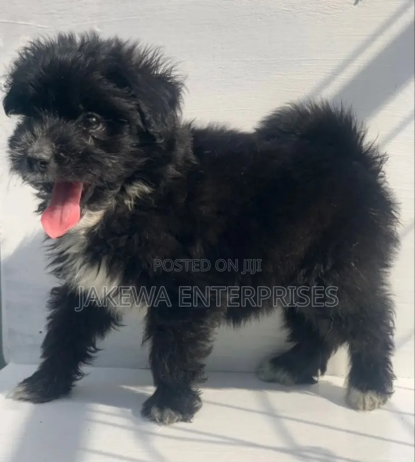 1-3 months Female Purebred Havanese