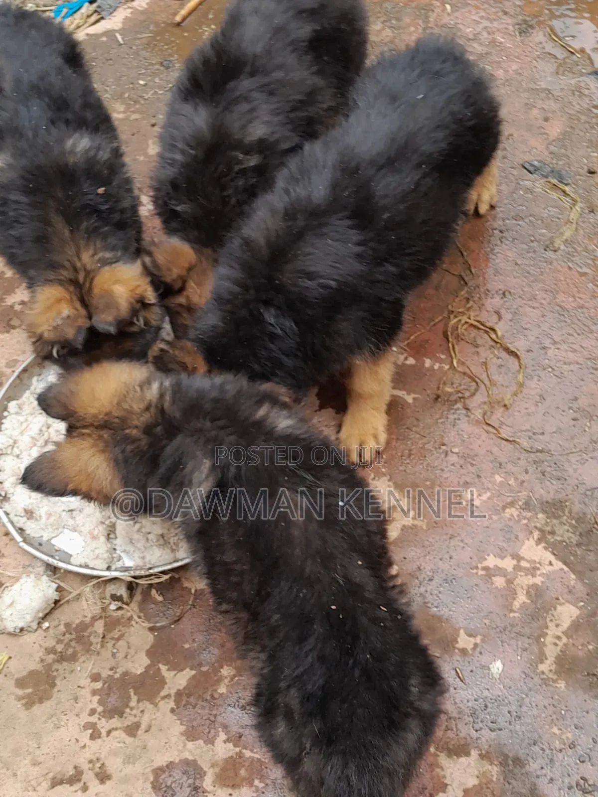 1-3 months Female Purebred German Shepherd