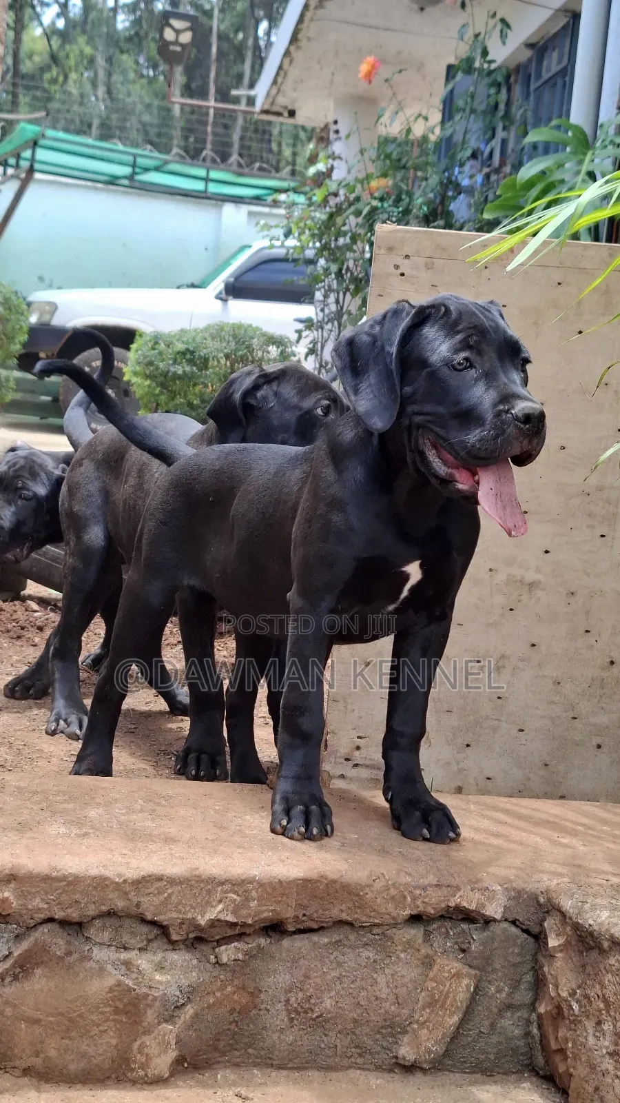 3-6 months Female Purebred Cane Corso