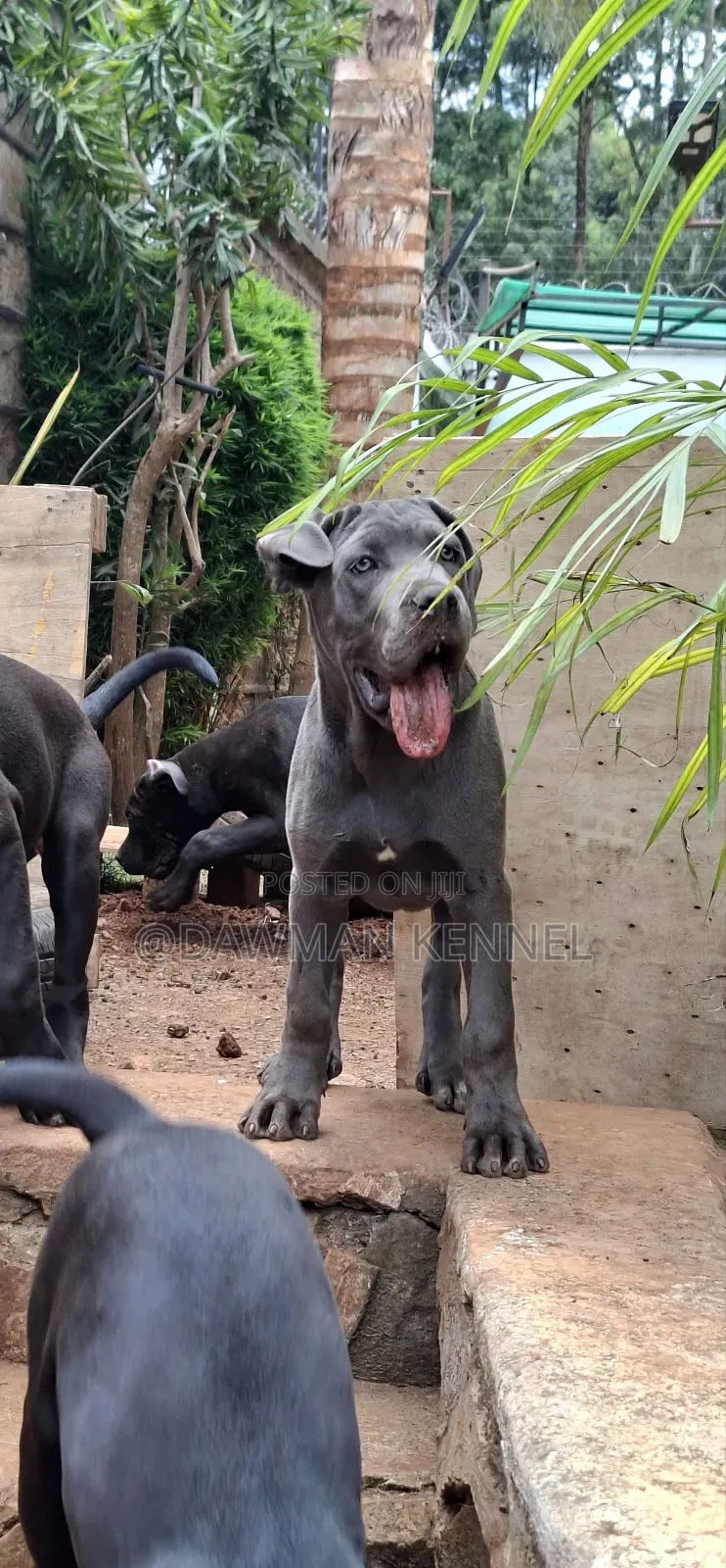 3-6 months Male Purebred Cane Corso
